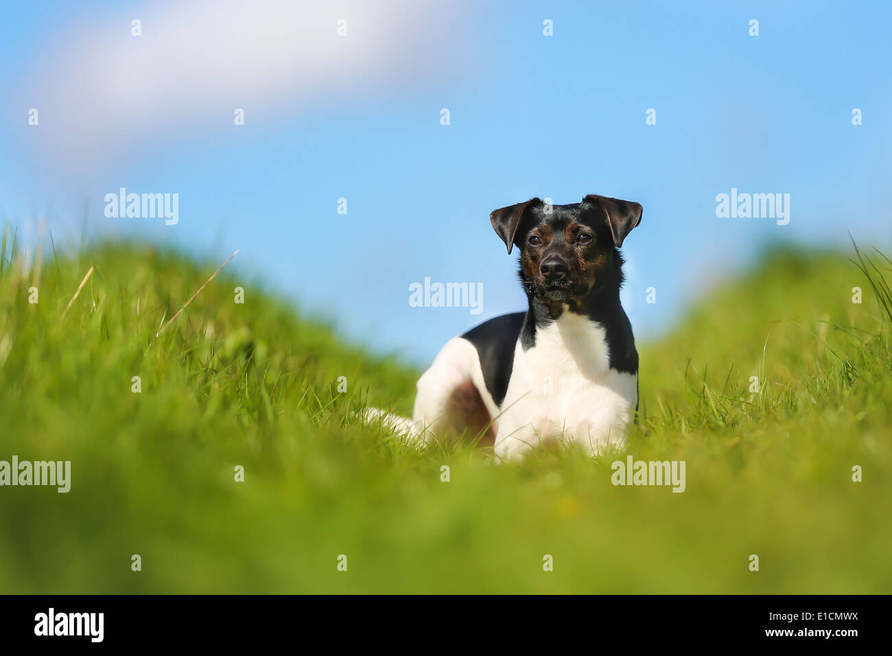 Schuss von Rassehund. An einem sonnigen Sommertag draußen gebracht. Stockfoto