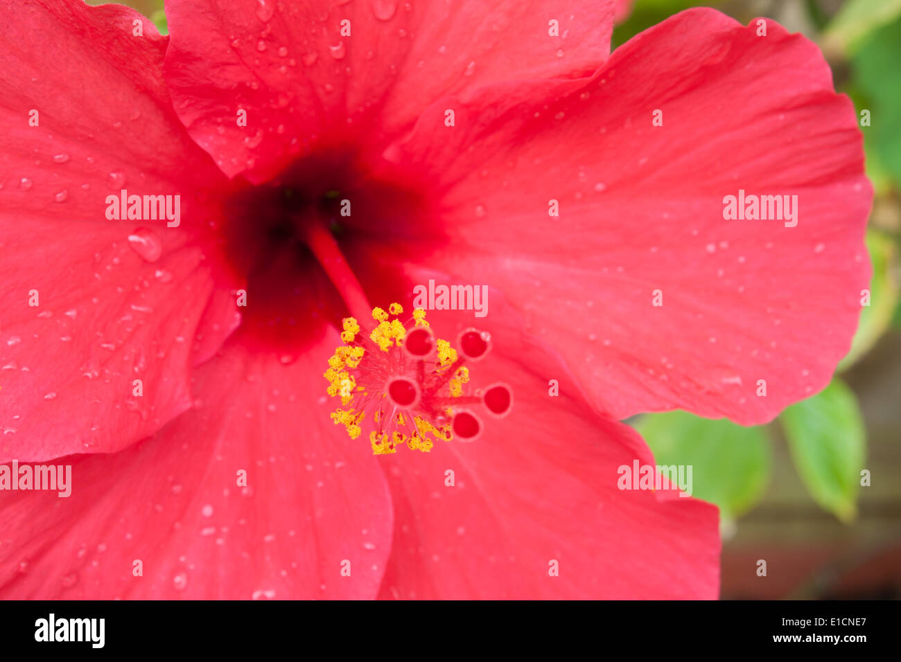 Hibiskus Blüten Zoom Closeup Tautropfen Regen "nach dem Regen" Drop Blütenblatt Tropfen Tau Blume Blüte Frühling rot rosa lebendige Farbe Natur Stockfoto