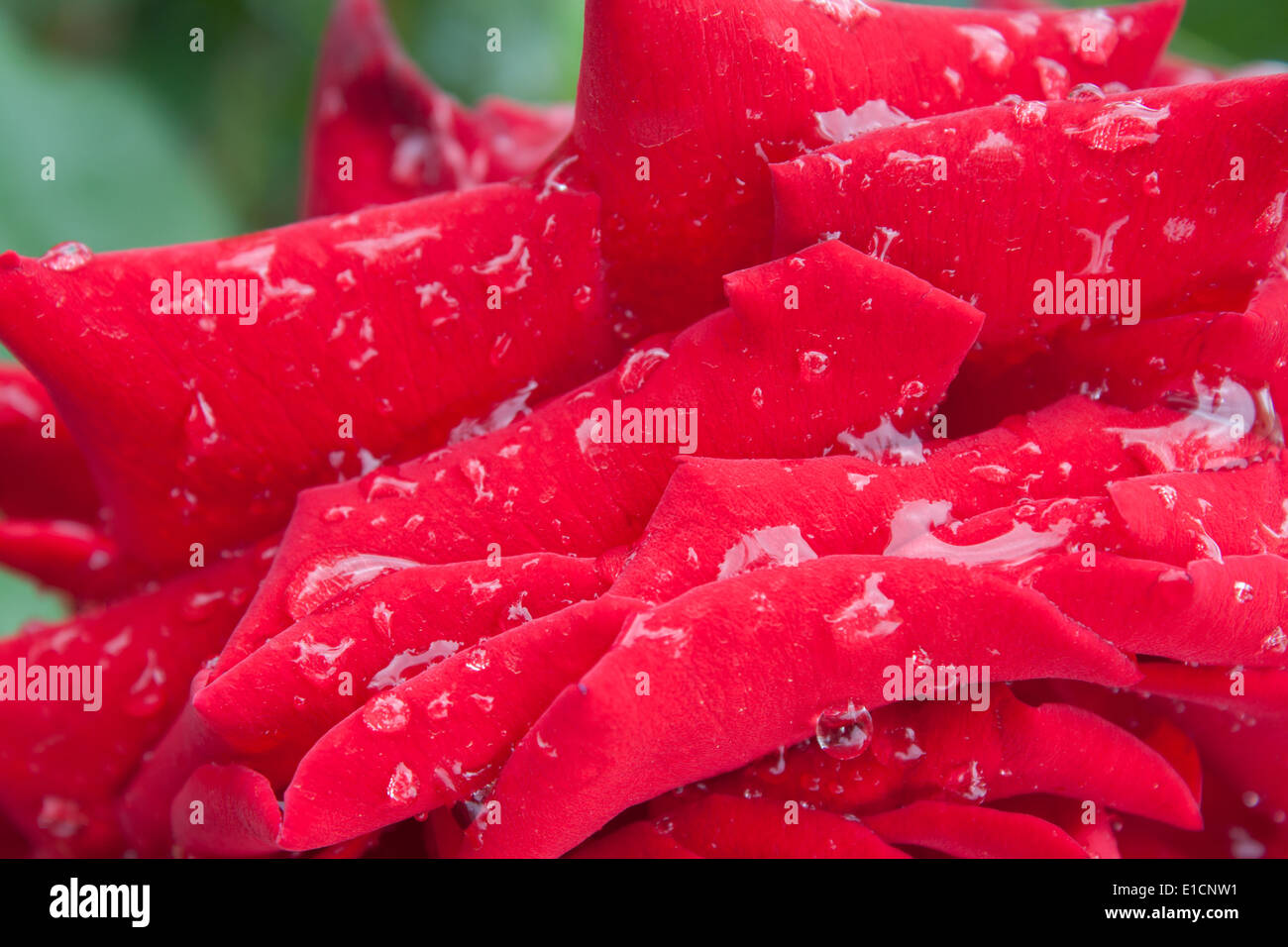 Rosenblüten Zoom Closeup Tautropfen Regen "nach dem Regen" Drop Blütenblatt Tropfen Tau Blume Blüte Frühling rot rosa lebendige Farbe Natur Stockfoto