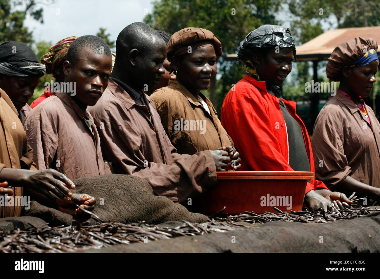 Arbeitnehmer, die Sortierung Vanilleschoten auf einem Bearbeitungstisch, Uganda Stockfoto