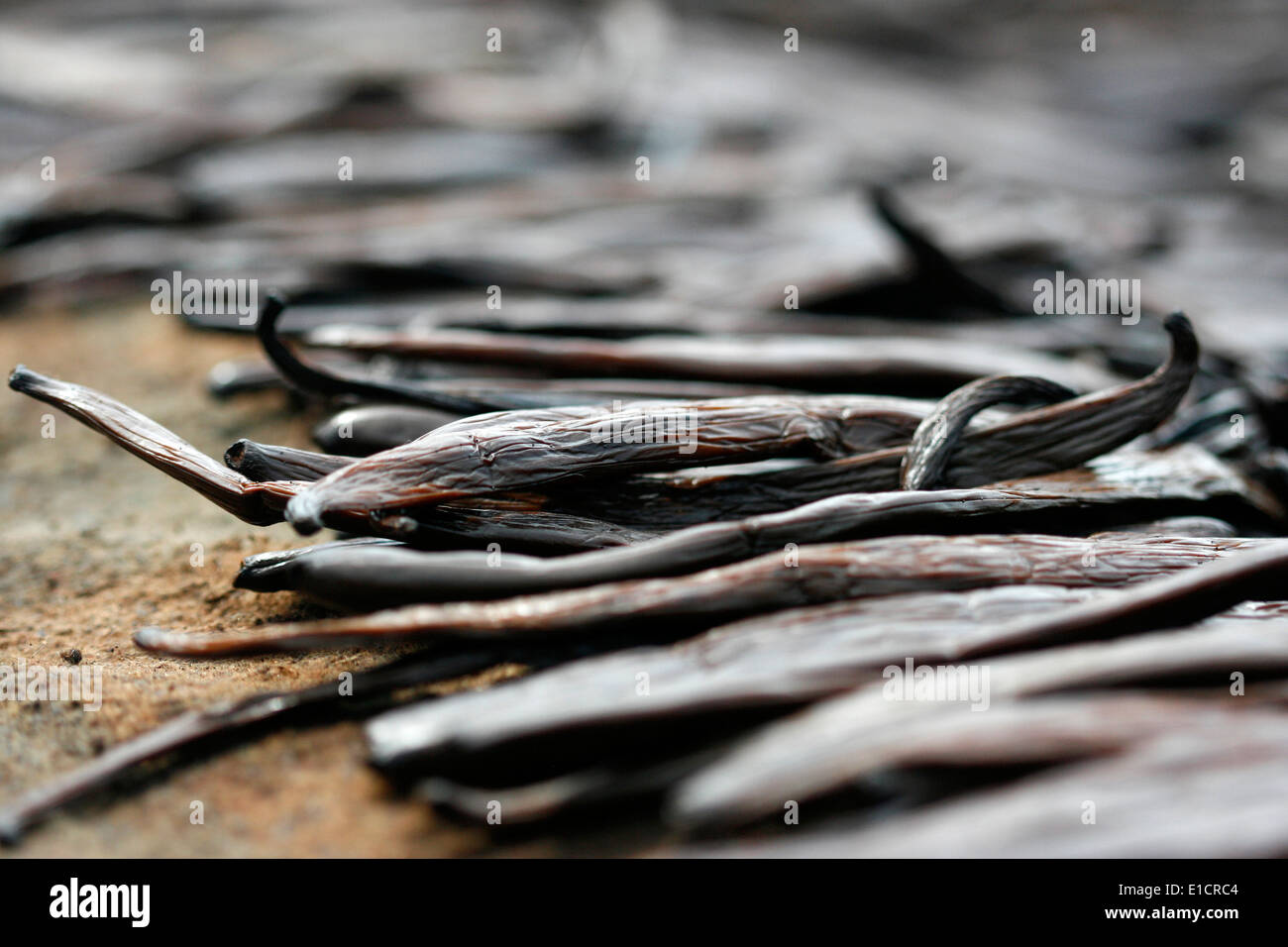 Vanilleschoten in Uganda zum Trocknen als Bestandteil des heilenden Prozesses angelegt Stockfoto