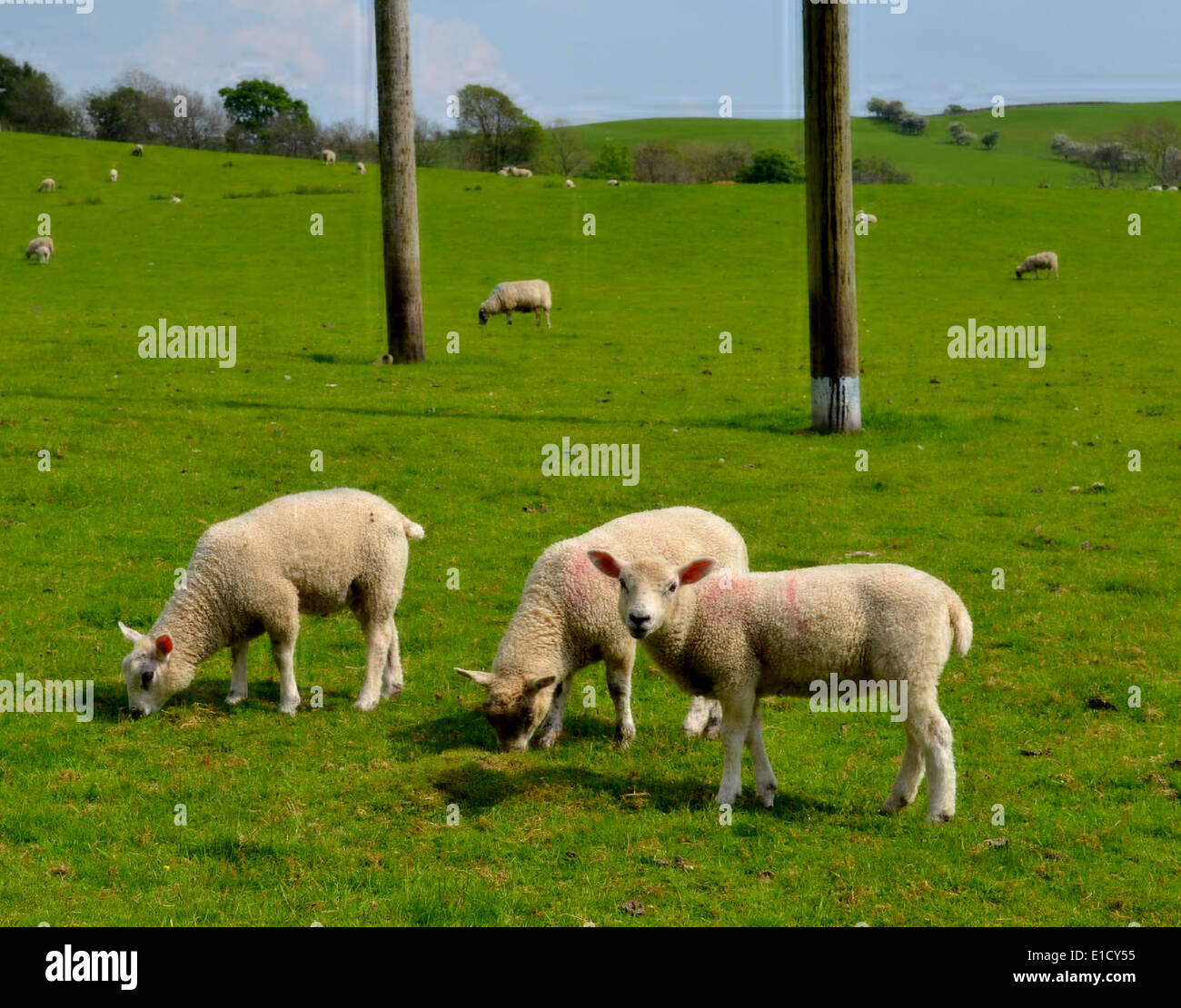 Durch die englische Landschaft in der Nähe von Kendal, Cumbria in 2014 trafen wir ein paar Freunde auf dem Weg. Stockfoto