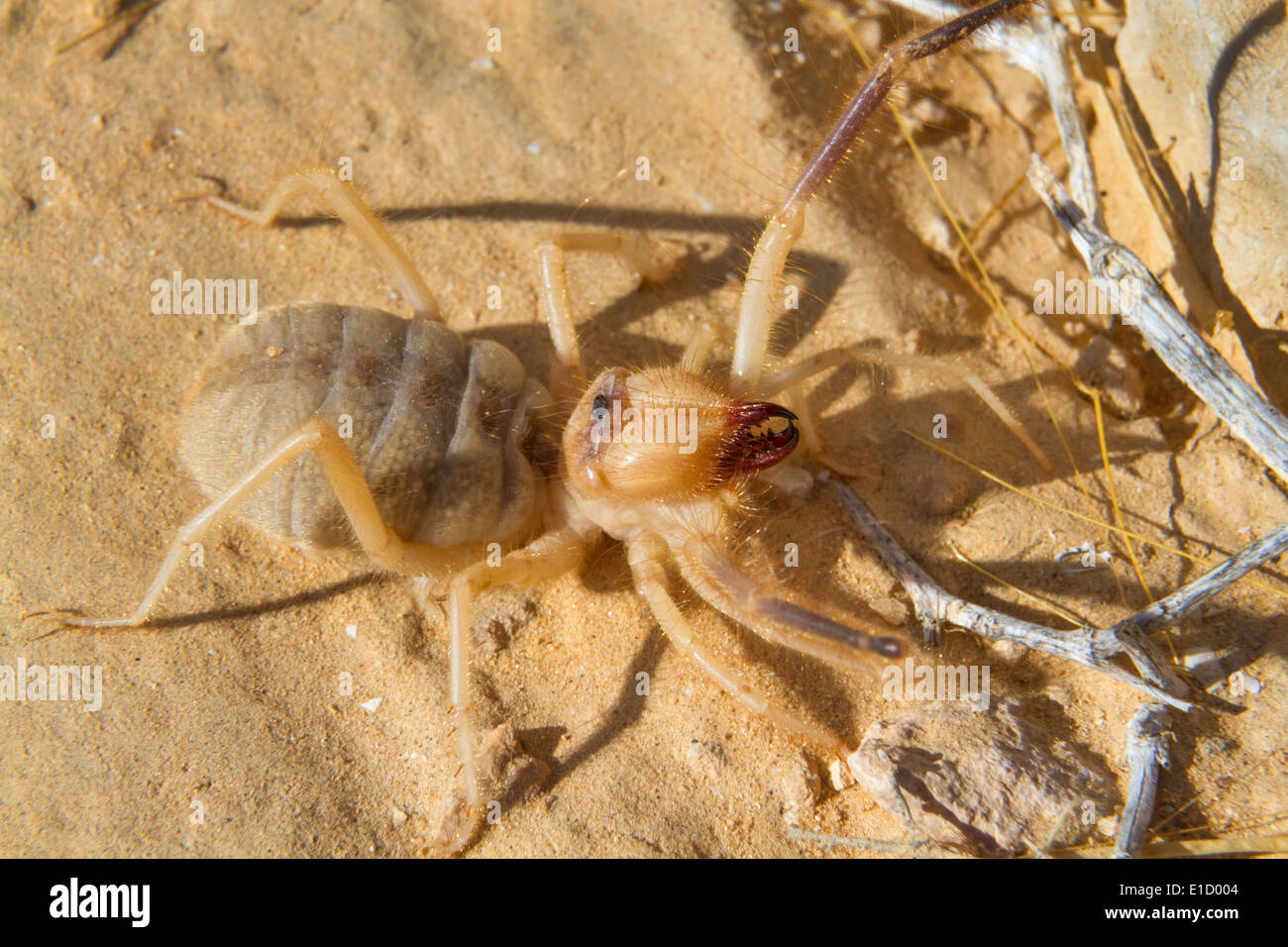 Grant Camel Spider oder Sonne Spinne, oder Wind Skorpion oder Solifuge  (Galeodes Granti) in der Wüste Negev, Israel Stockfotografie - Alamy