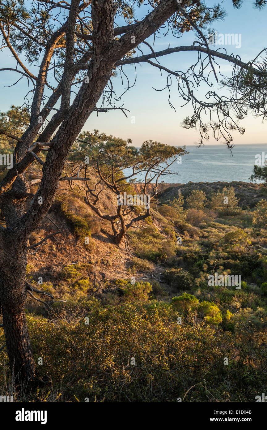 Klippen und Sonnenuntergang über dem Pazifischen Ozean im Torrey Pines State Park, La Jolla, Kalifornien Stockfoto