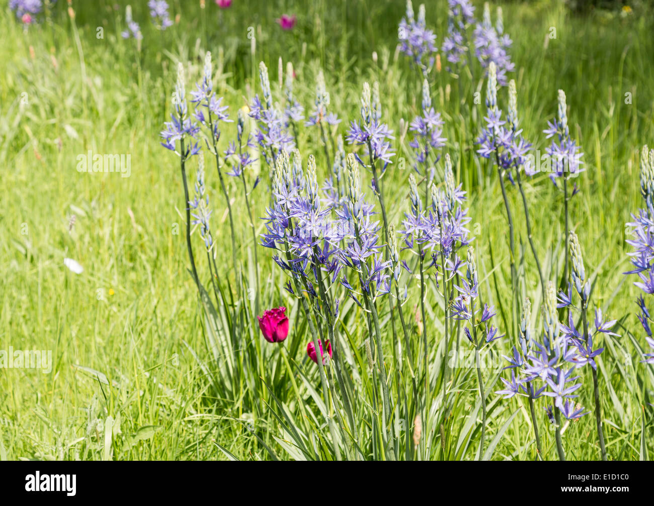 Blaue Camassia Quamash, wächst in Broughton Grange, Oxfordshire, Vereinigtes Königreich (native nach westlichen Nordamerika und Kanada) Stockfoto