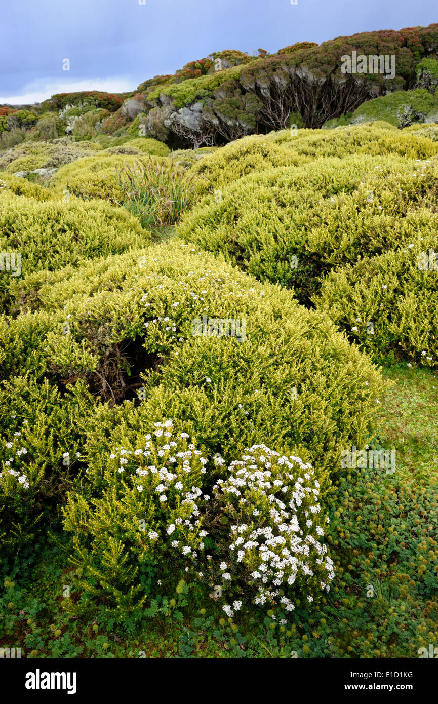 Gebüsch und Wald auf den subantarktischen Enderby Insel. Stockfoto