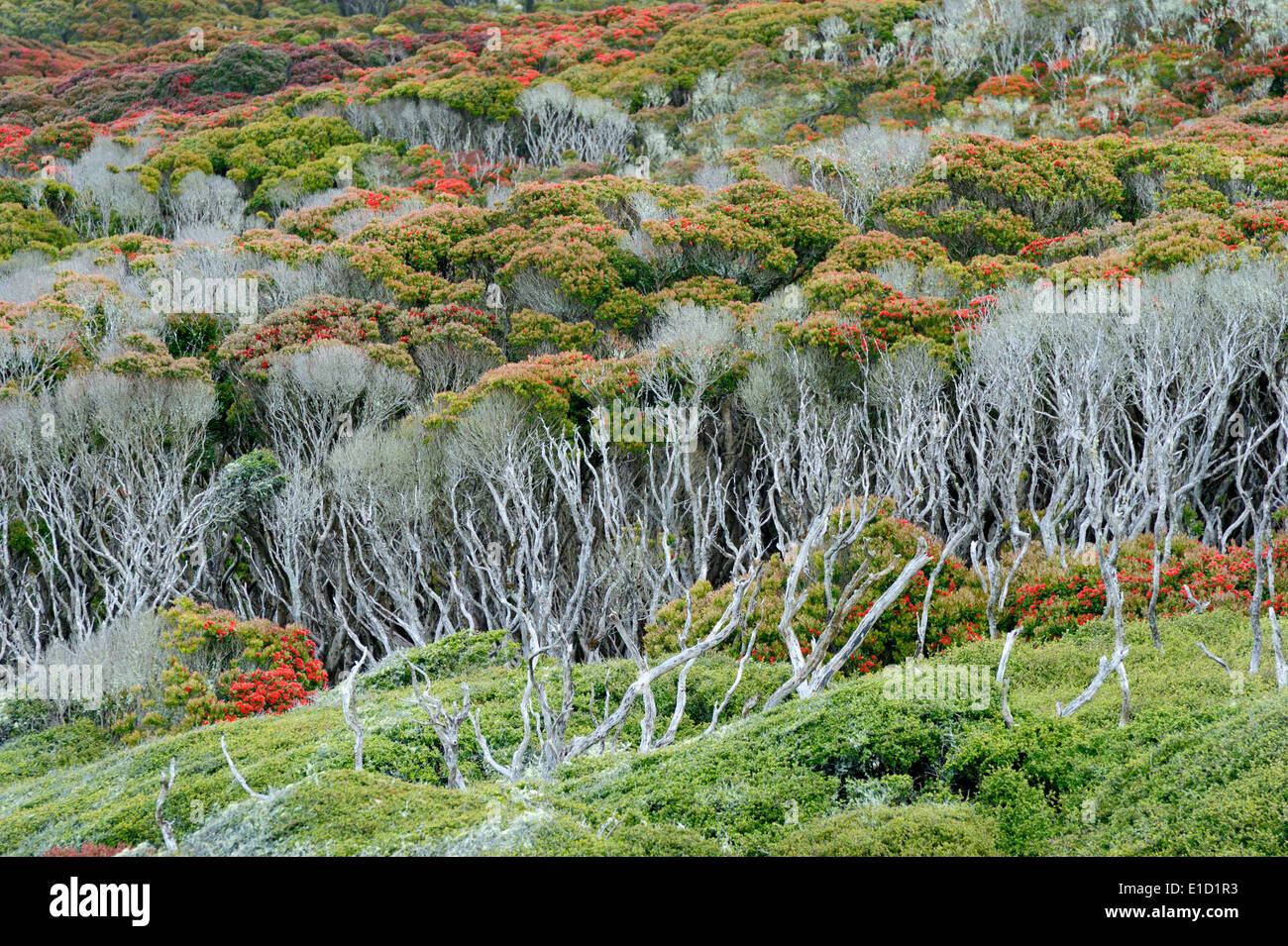 Blick auf eine Sub-Antarktis-Wald, blühen im Sommer. Stockfoto