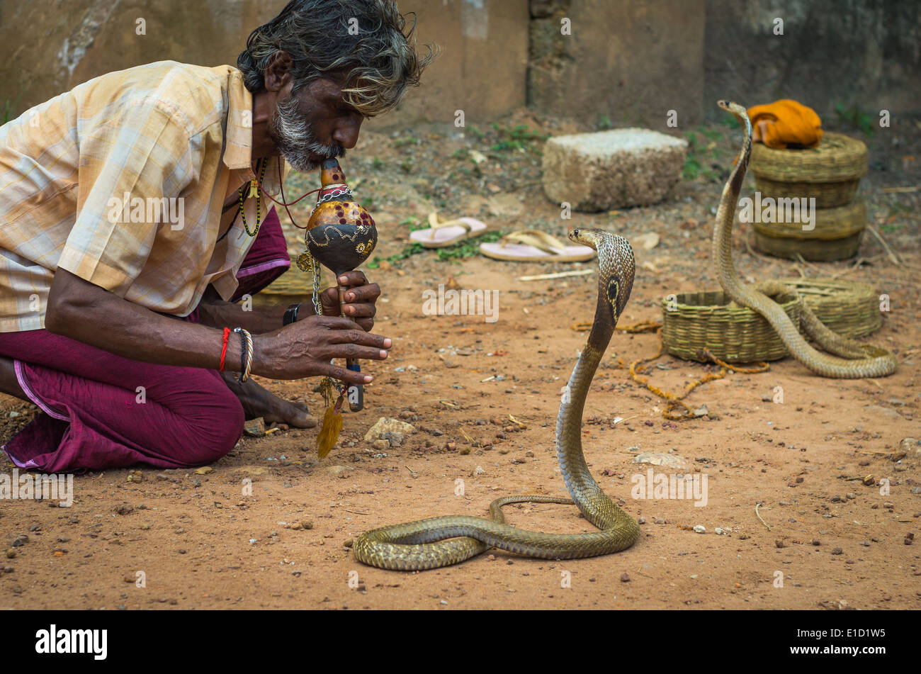 Snake charmer india -Fotos und -Bildmaterial in hoher Auflösung – Alamy