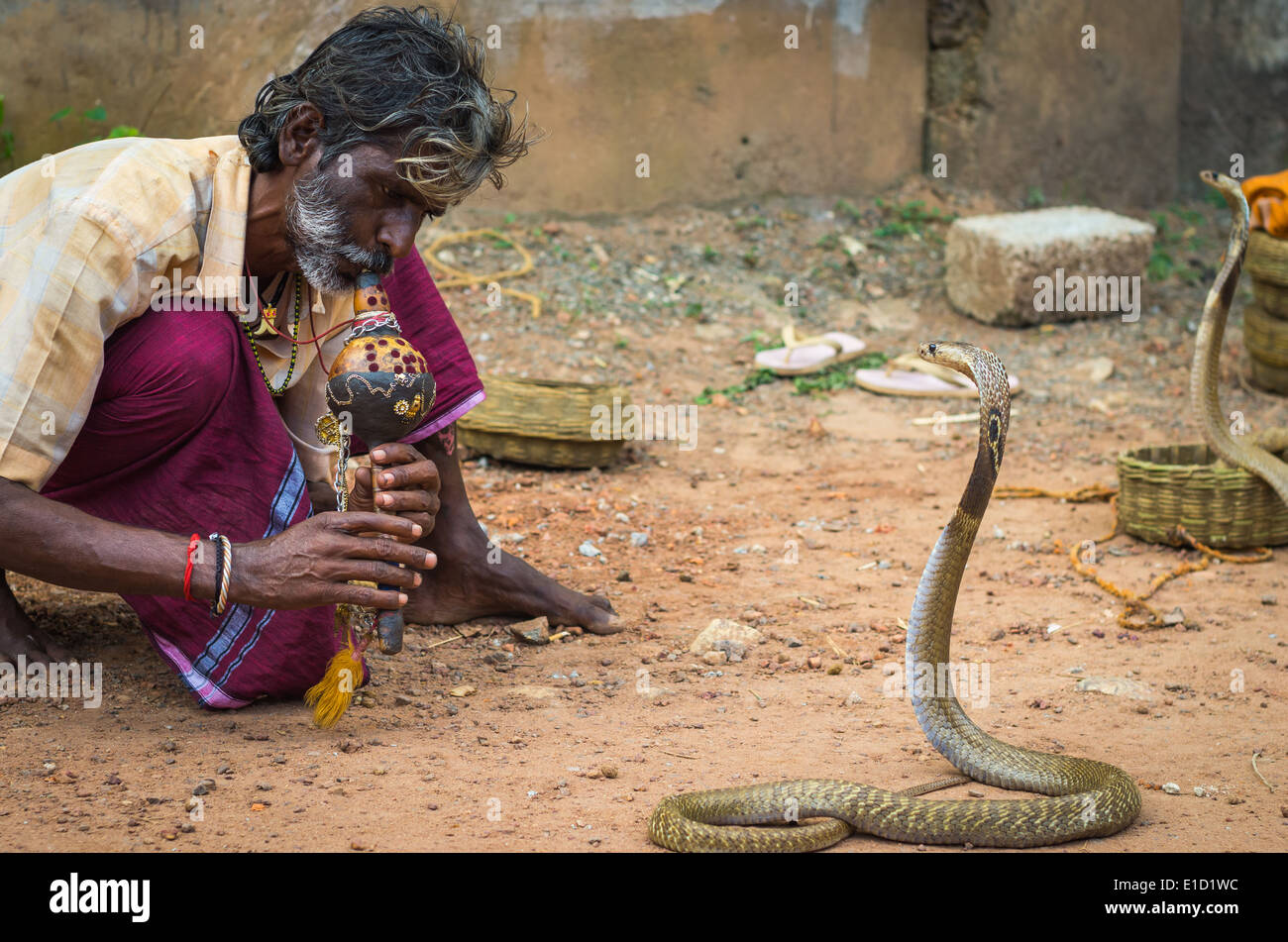 VARKALA, Indien - Januar 9: Schlangenbeschwörer bezaubert Kobras in einer Straße von Varkala, Indien, 9. Januar 2014. Stockfoto