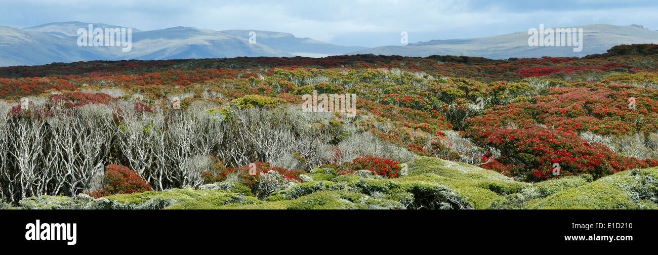 Panoramablick auf Enderby Insel mit blühenden Southern Rata Baumkronen (Metrodsideros Umbellata). Stockfoto