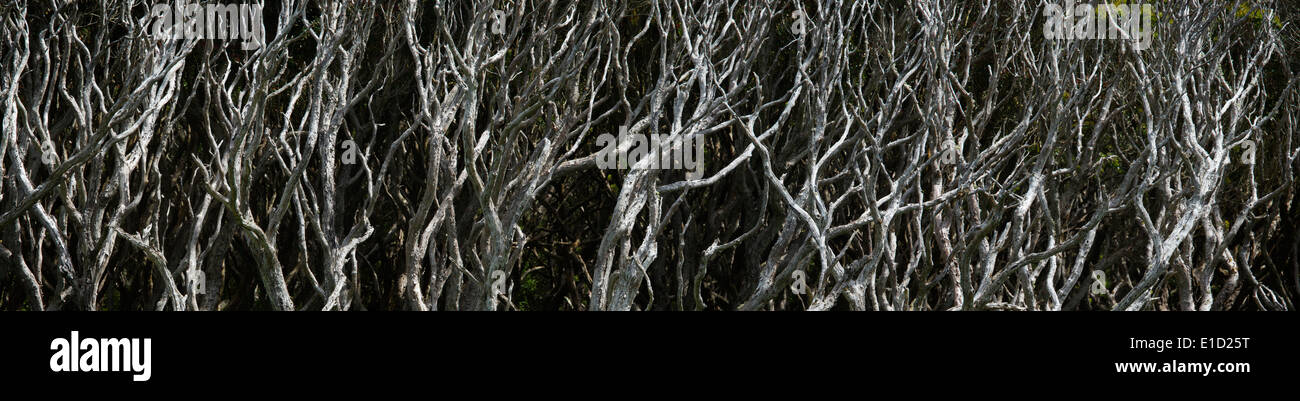 Sub-antarktischen Rata Wald Nahaufnahme Panorama von verzerrten Sträuchern. Stockfoto