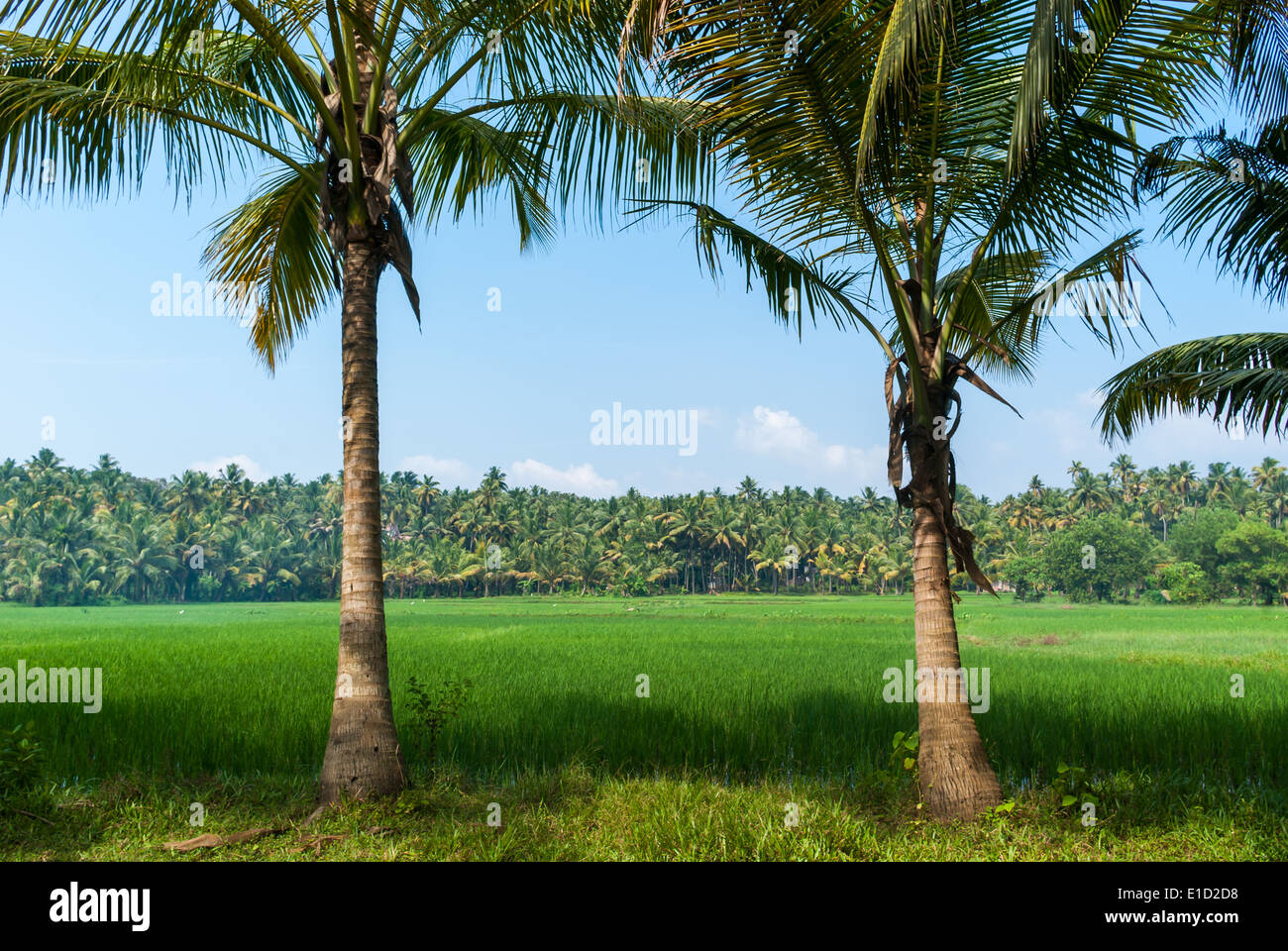 Querformat über Reis-Feld-Plantage. Kerala, Indien Stockfoto