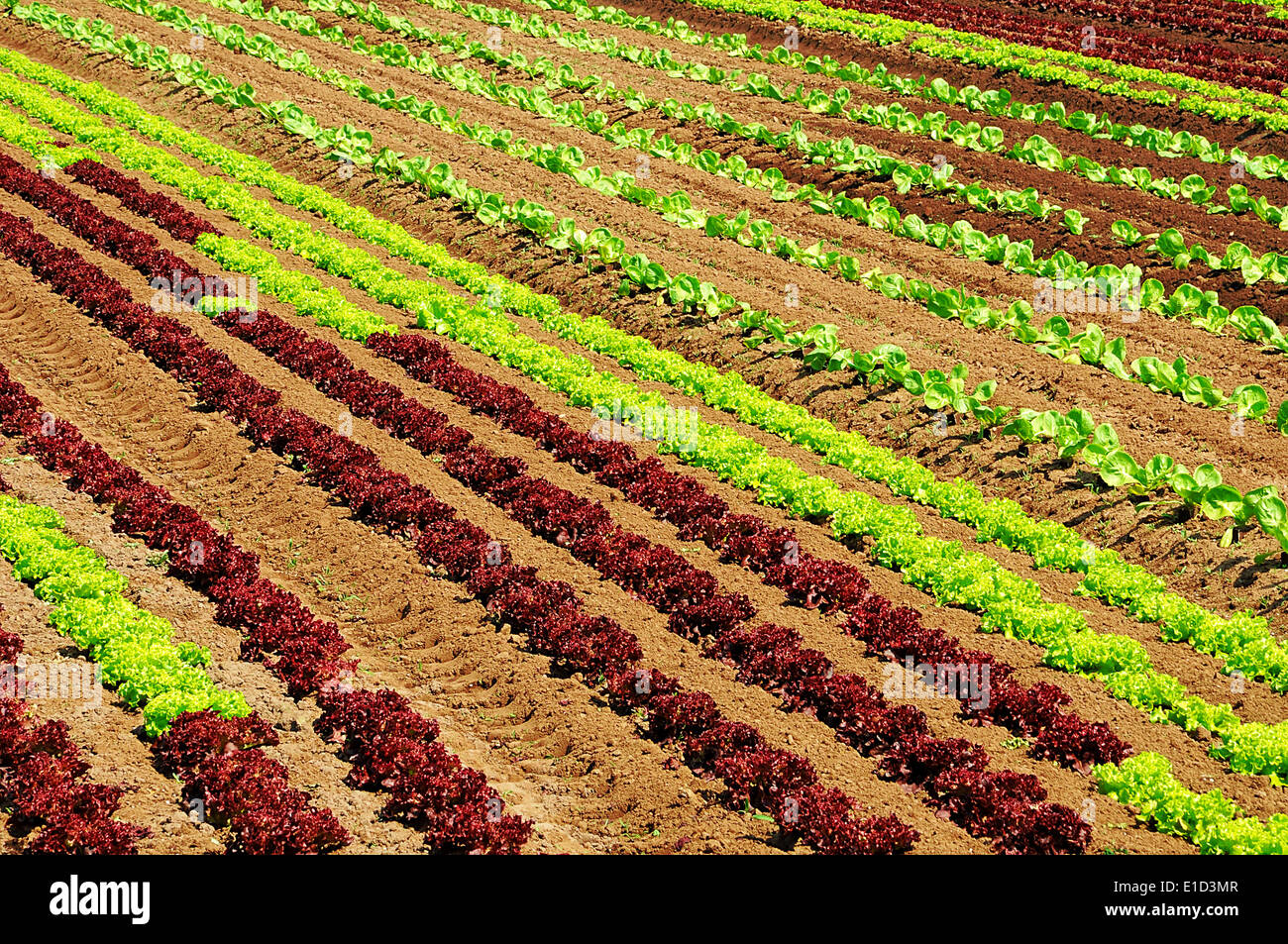 Reihen von frische junge grüne und rote Blattsalate Stockfoto