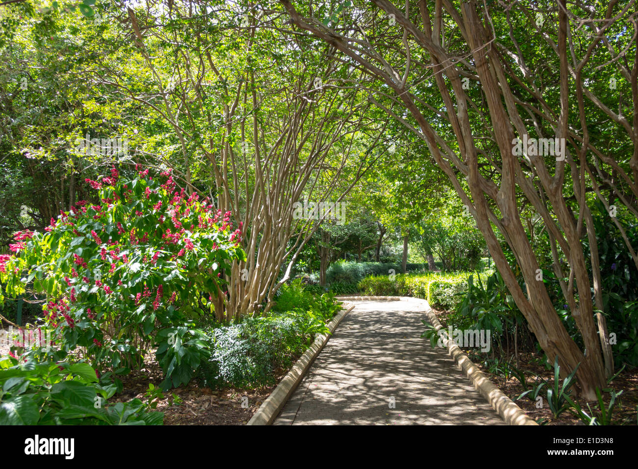 Brisbane Australien, Botanischer Garten der Stadt, Wandern, Radfahren, Pfad, Bäume, AU140313012 Stockfoto