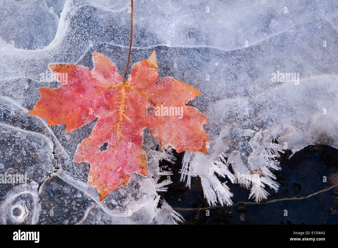 Ein Ahornblatt in Herbstfarben auf Eis. Stockfoto