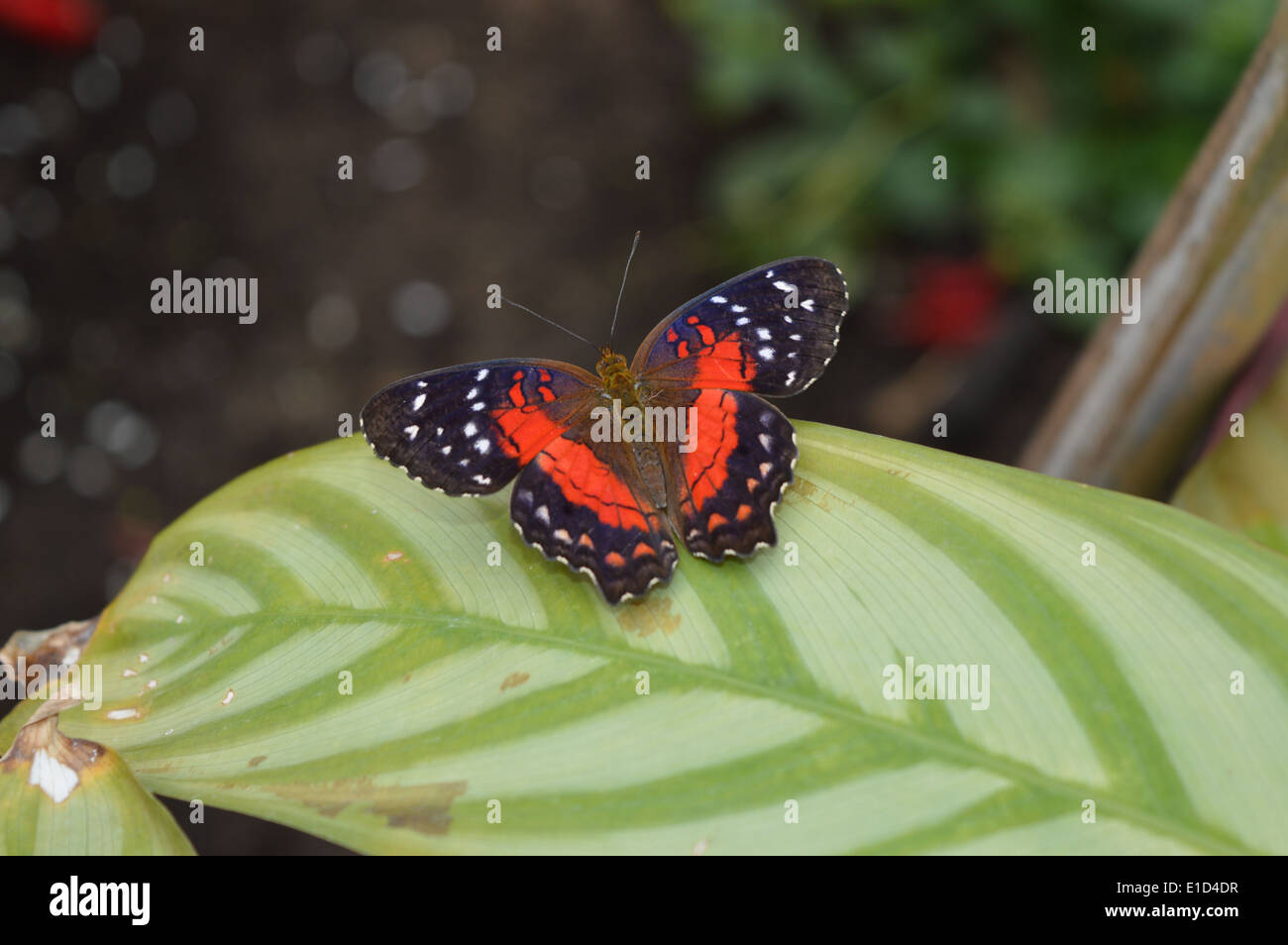 Unbekannte Spezies der Schmetterling auf einem Blatt Stockfoto