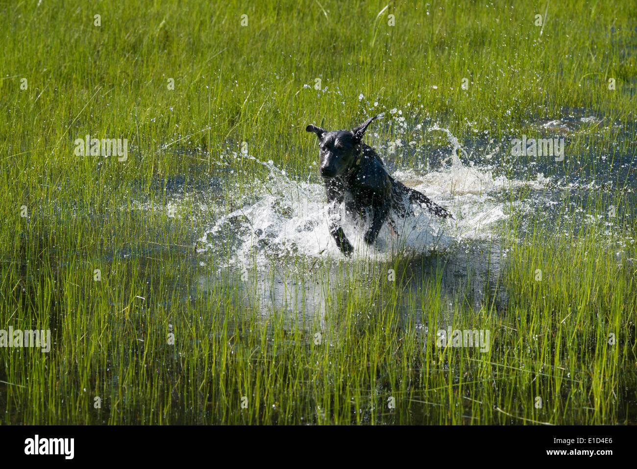 Ein schwarzer Labrador Hund Begrenzungsrahmen durch flaches Wasser. Stockfoto