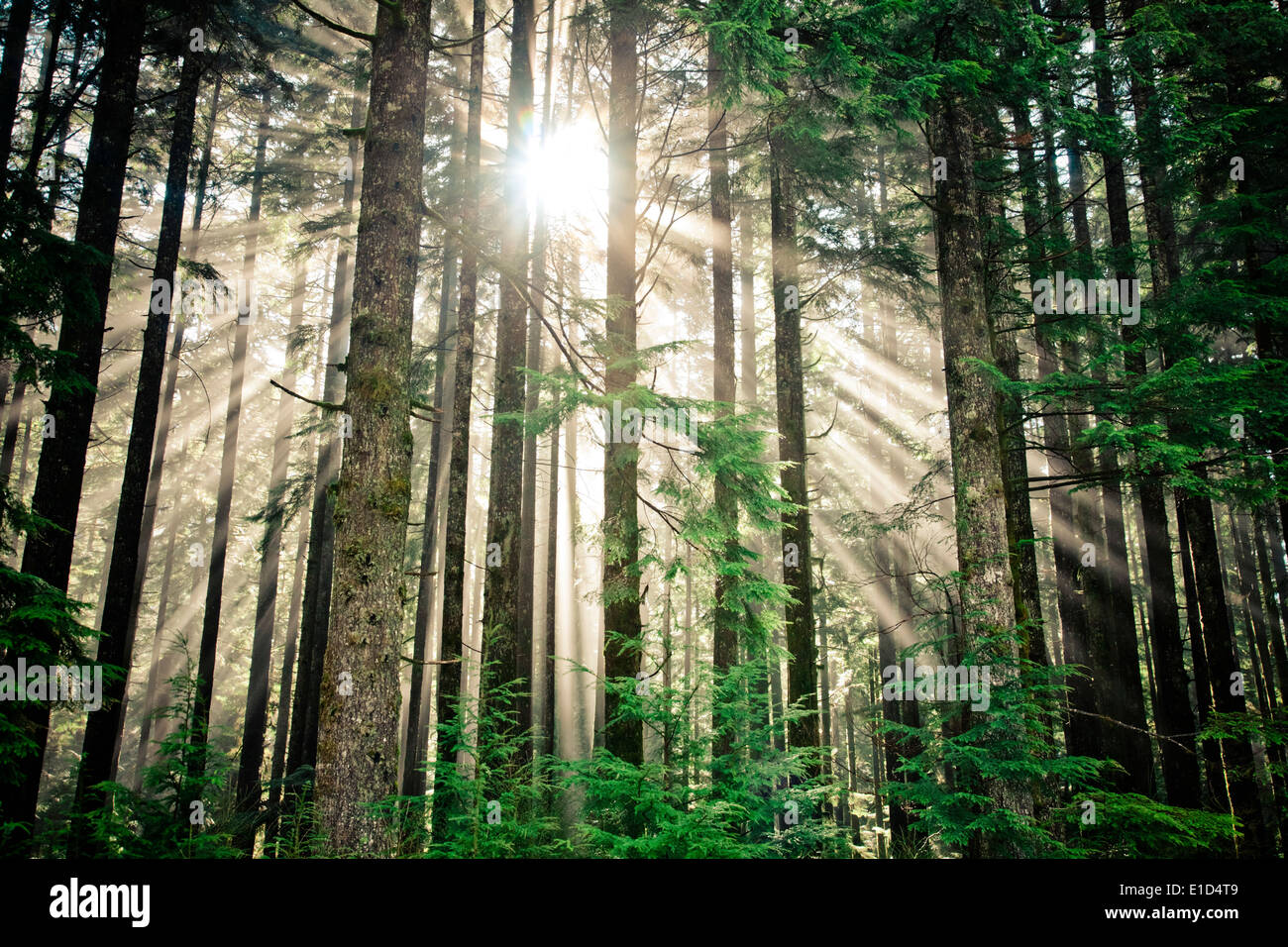 Strahlen des Sonnenlichts glänzen durch einen dichten Wald in British Columbia, Kanada. Stockfoto