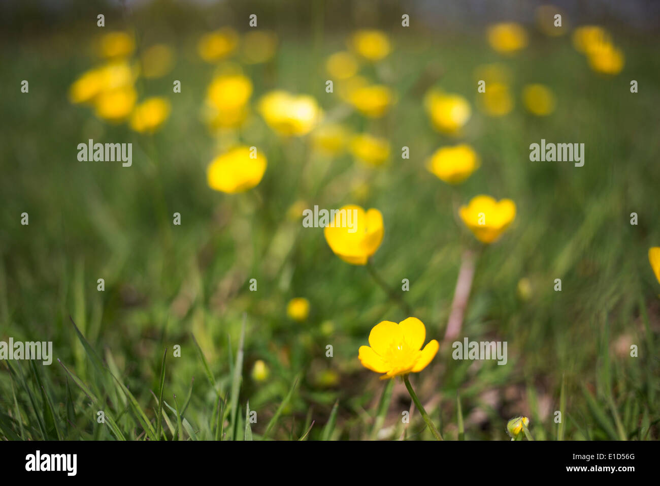 Wilde Blumen, Butterblumen und Gräser im Frühjahr in der Nähe von Otford in Surrey, UK. Stockfoto