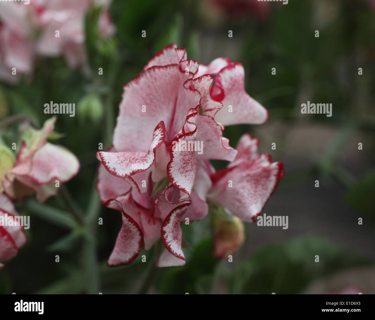 Lathyrus Odorata 'Menuett Red Splash' Sweet Pea Nahaufnahme Blume Stockfoto