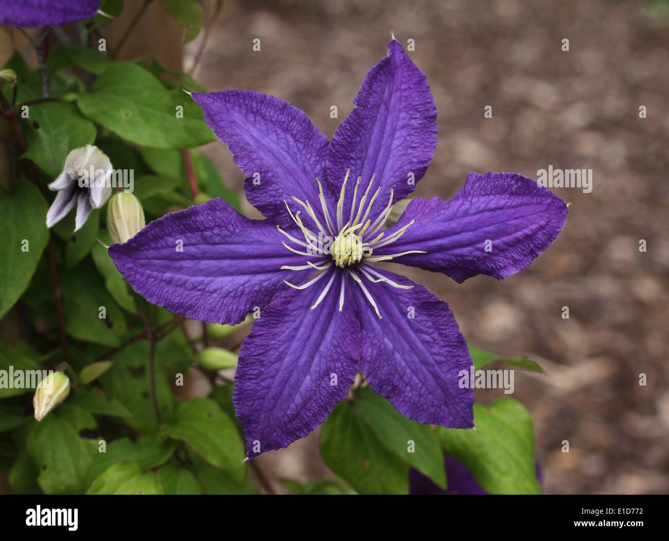 Clematis "Rhapsodie" Nahaufnahme Blume Stockfoto