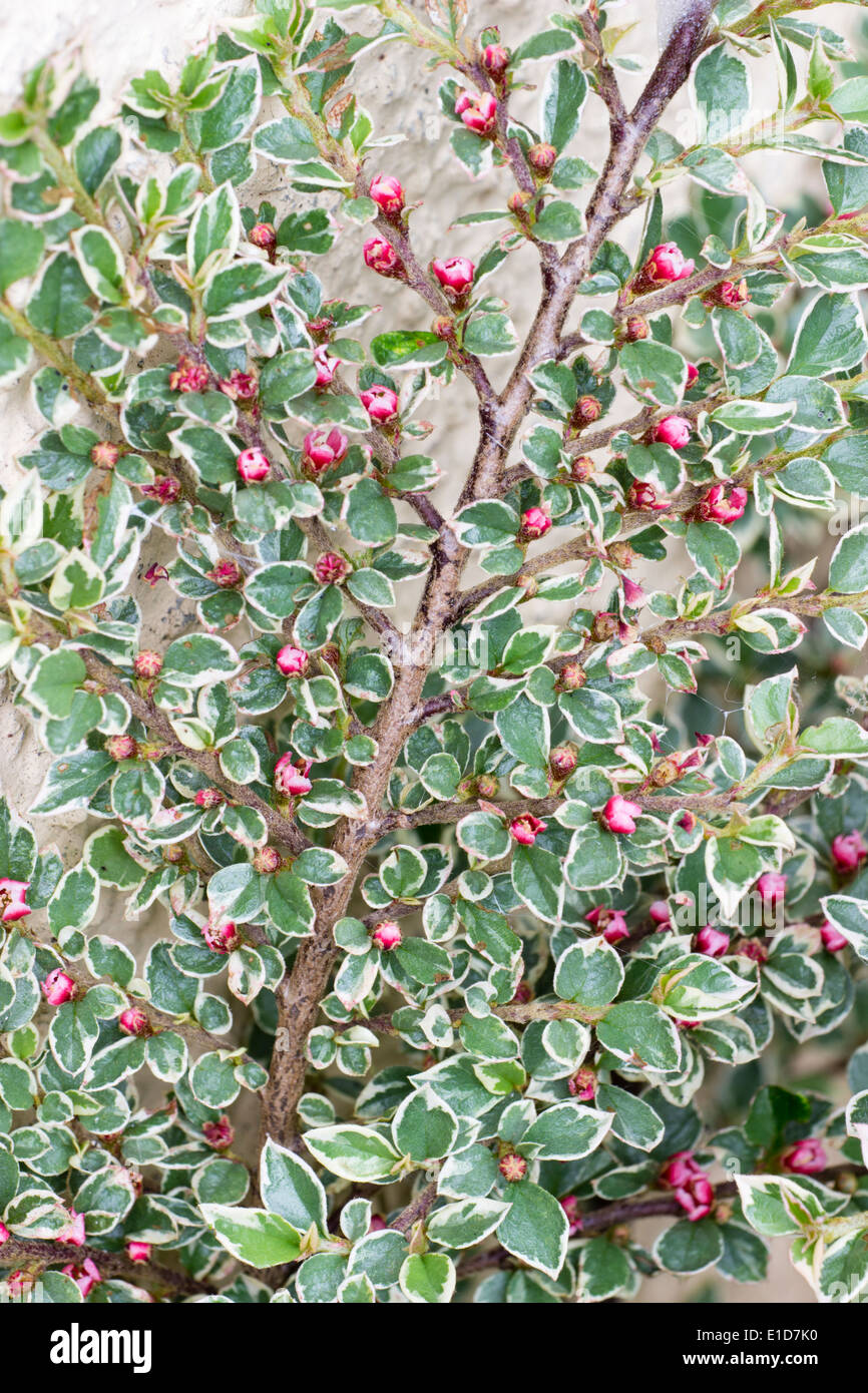 Blüten und Blätter der Wohnung verbreiten Strauch, Zwergmispel Horizontalis 'Variegatus' Stockfoto