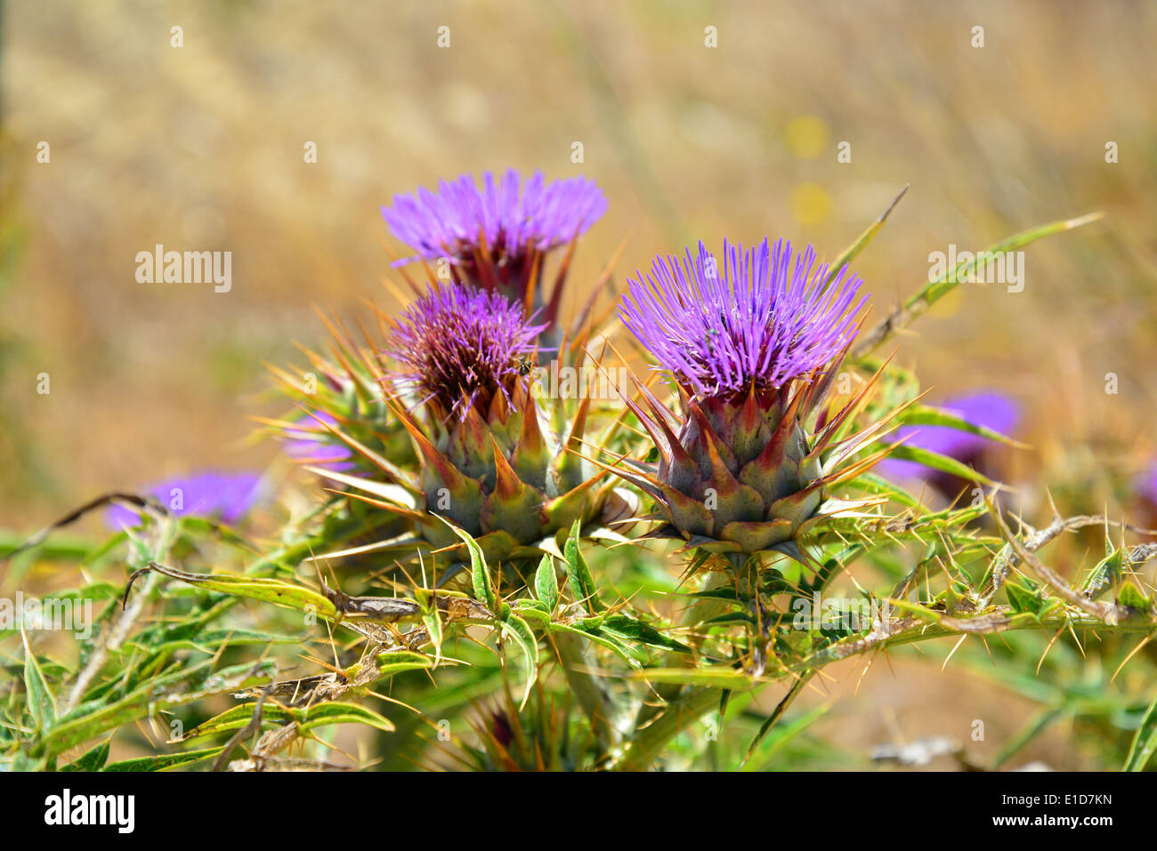 Ħaġar Qim & Mnajdra archäologischer Park, Qrendi, südöstlichen Viertel, Malta Xlokk Region, Republik Malta Stockfoto