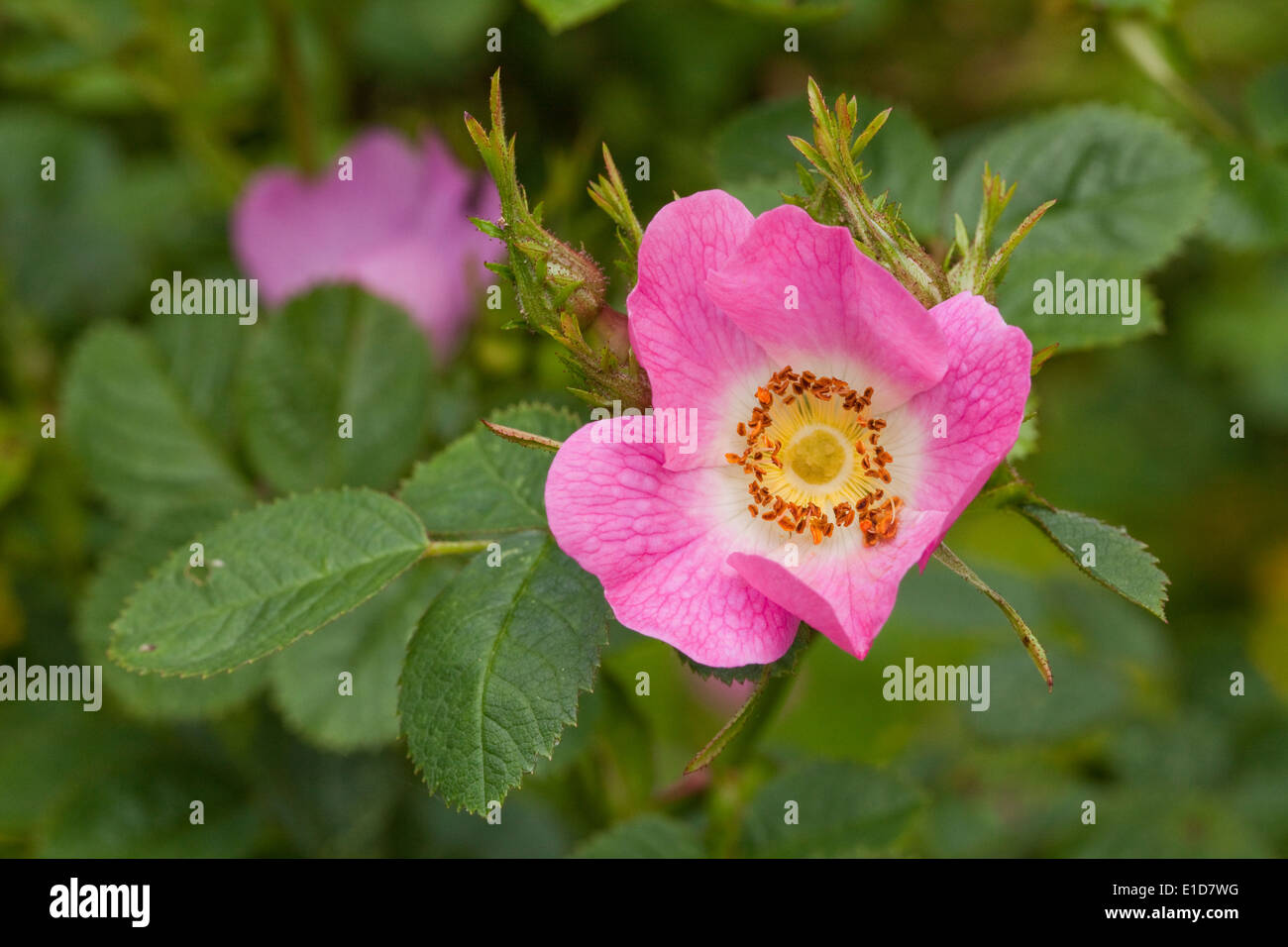 Wilde Blume der Hundsrose (Rosa Canina). Mai. Frühling. Hedgrow. Calthorpe breit, Ingham. Norfolk. Stockfoto