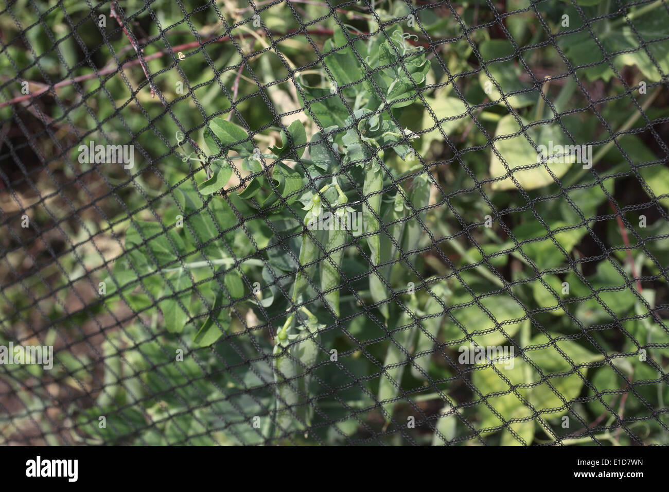 Erbsen aus Vögel mit Netzen zu schützen Stockfoto