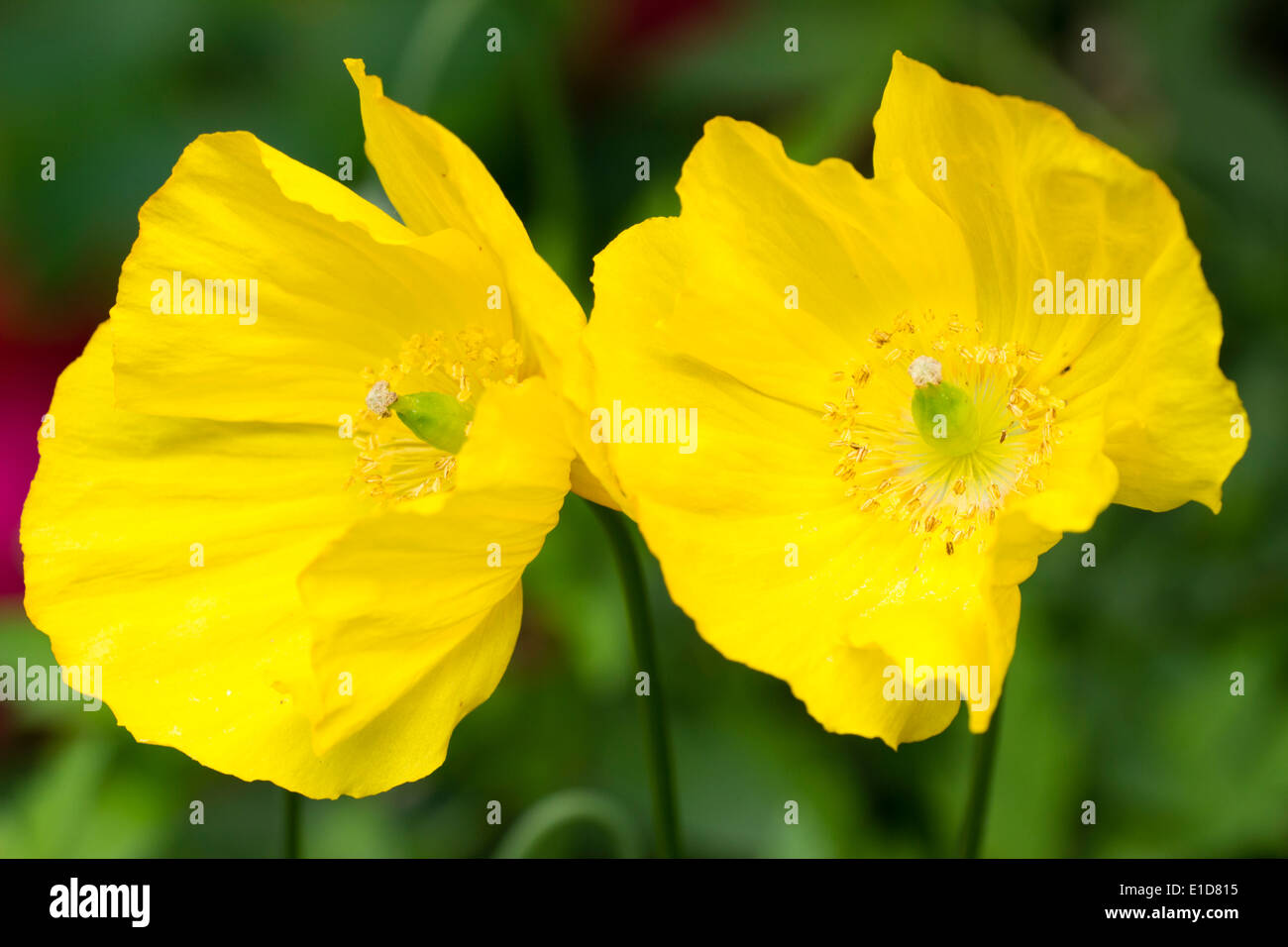 Zwei Blumen des Gelben einzelnen Form der Walisischen Schlafmohn, Papaver cambricum Stockfoto