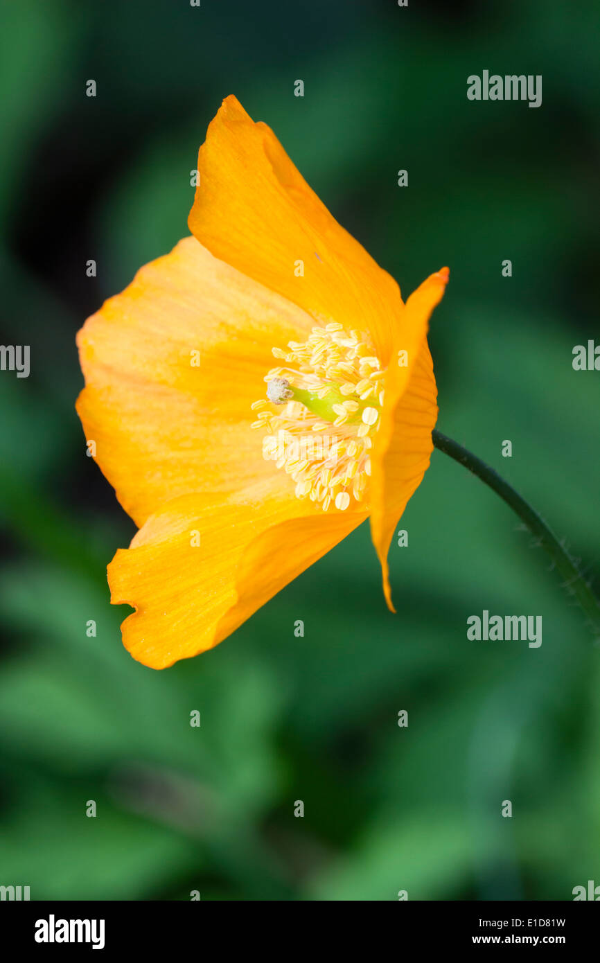 Einzelne Blume orange einzelnes Formular der Walisischen Schlafmohn, Papaver cambricum var. Aurantiaca Stockfoto