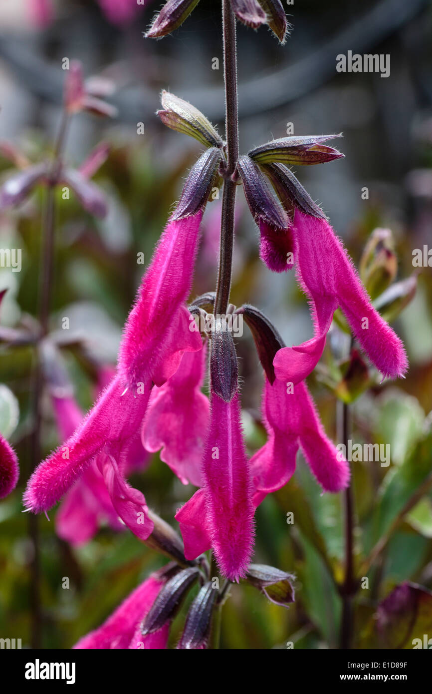 Blumen von der halb winterhart Salbei, Salvia buchananii Stockfoto