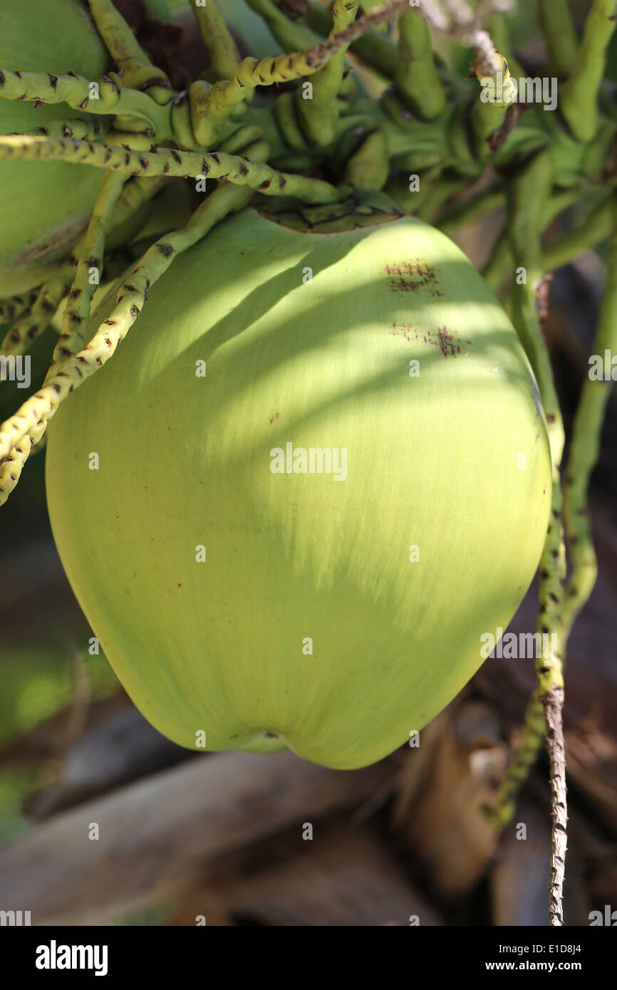 grüne Kokosnuss Stockfoto