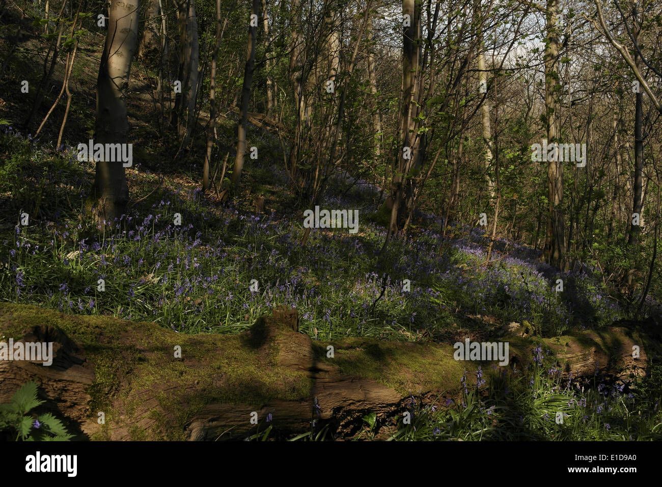 Sonnigen Blick gefallenen Baumstamm bemoost, Fuß der Hügel mit Glockenblumen und Bäumen, Freeman Holz, Brookfoot, Brighouse, UK Stockfoto