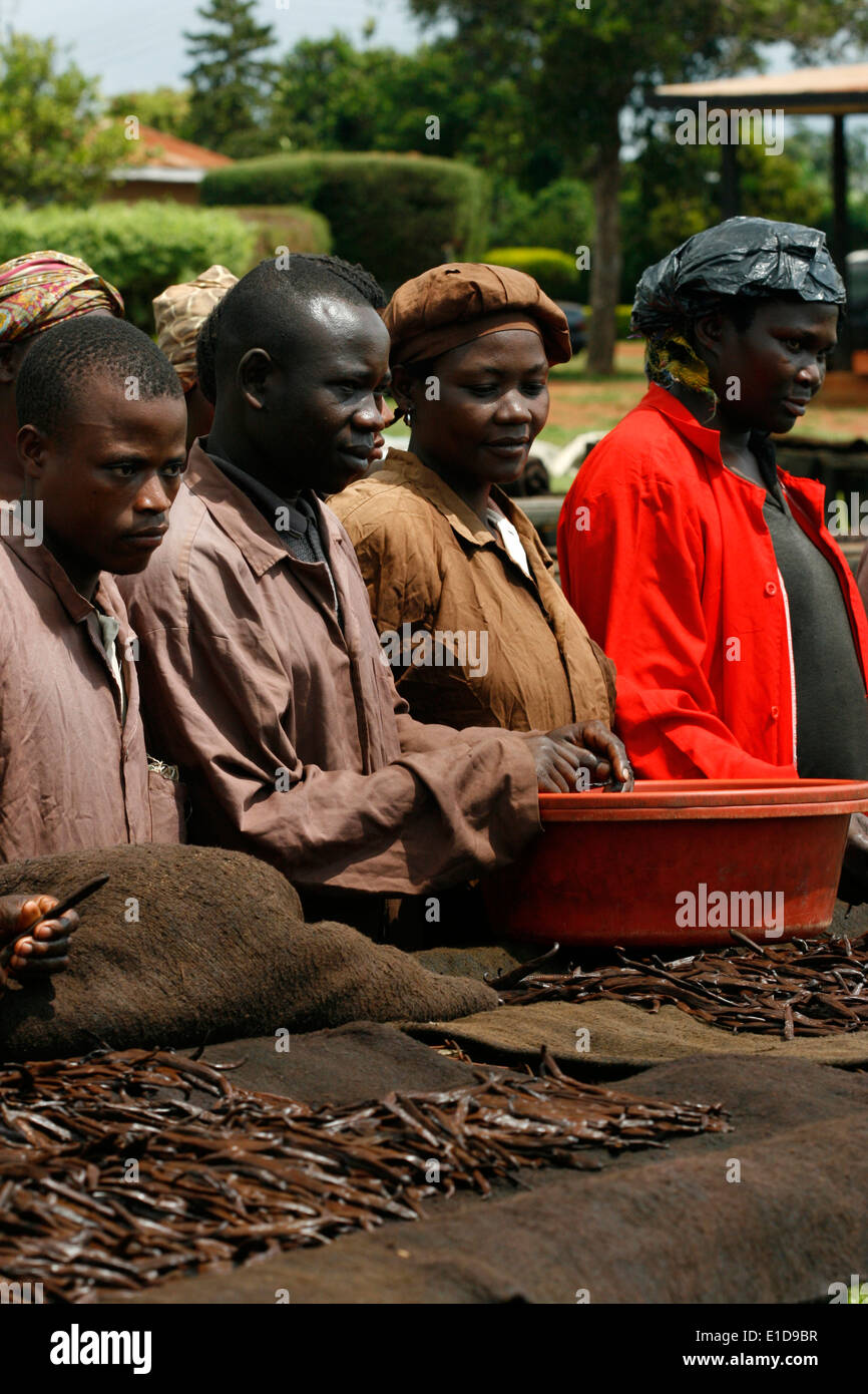 Arbeitnehmer, die Sortierung Vanilleschoten auf einem Bearbeitungstisch, Uganda Stockfoto