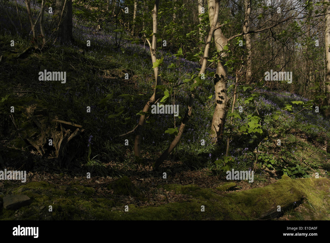 Sonnenschutz-Protokoll anzeigen bemooste Baumstamm am Fuße des Hang Hang mit Glockenblumen und Bäumen, Freeman Holz, Brookfoot, Brighouse Stockfoto