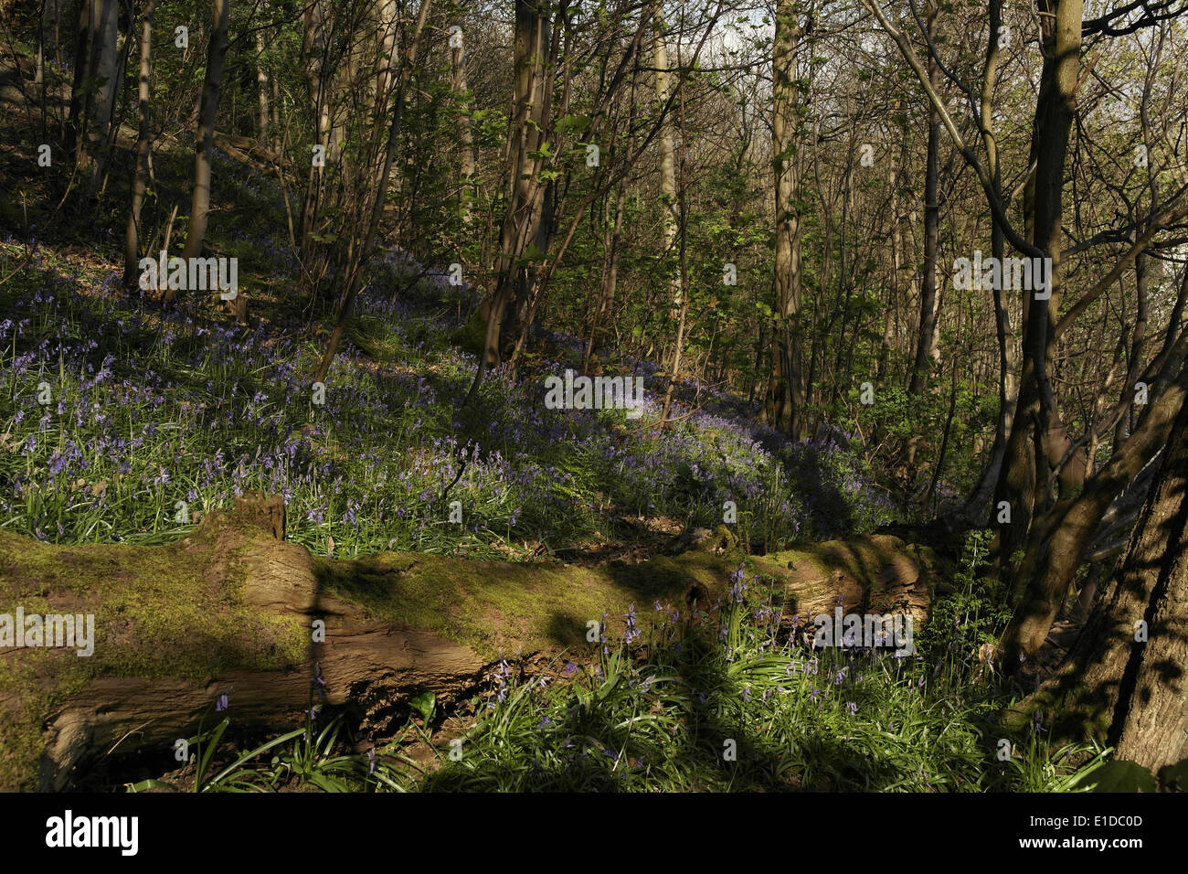 Gefallenen Baumstamm am Fuße des sonnigen Hang Hang mit Schatten, Bäume und Glockenblumen, Freeman Holz, Brookfoot, Brighouse, UK Stockfoto