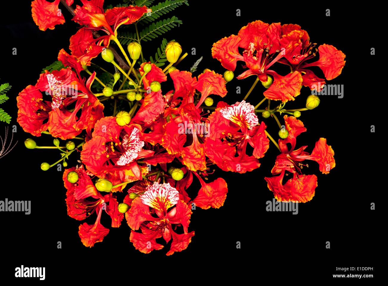 Peacock Flower in der Nacht, isoliert Stockfoto