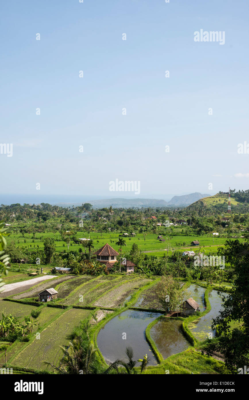 Reisfelder, Bali Stockfoto