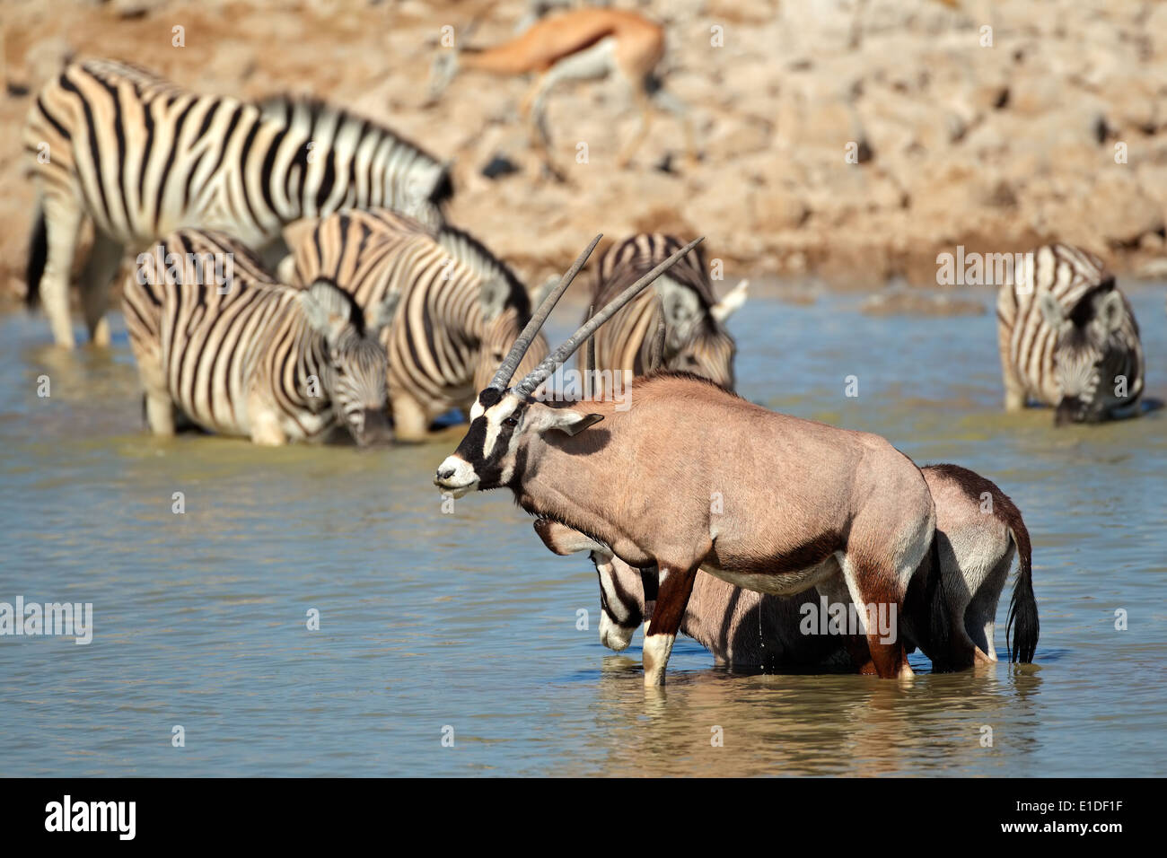 Oryx-Antilopen (Oryx Gazella) und Ebenen Zebras (Equus Burchelli) in Wasser, Etosha Nationalpark, Namibia Stockfoto