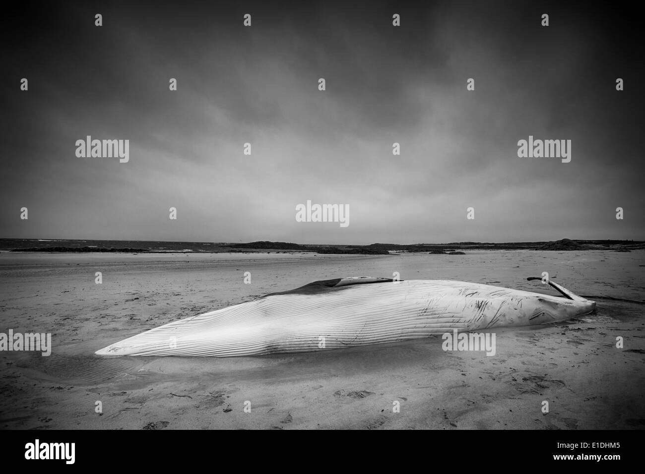 Eine dramatische schwarz & weiß Fotografie ein gestrandeter juvenilen weiblichen Minke Wal auf Balranald Beach, North Uist, äußeren Hebriden Stockfoto