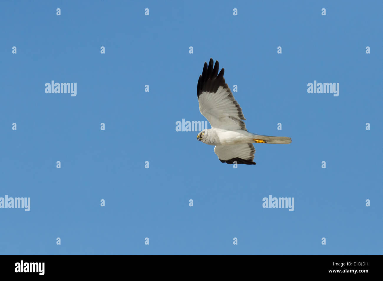 Kornweihe (Circus Cyaneus) männlich, vor einem strahlend blauen Himmel. North Uist, äußeren Hebriden, Schottland, UK Stockfoto