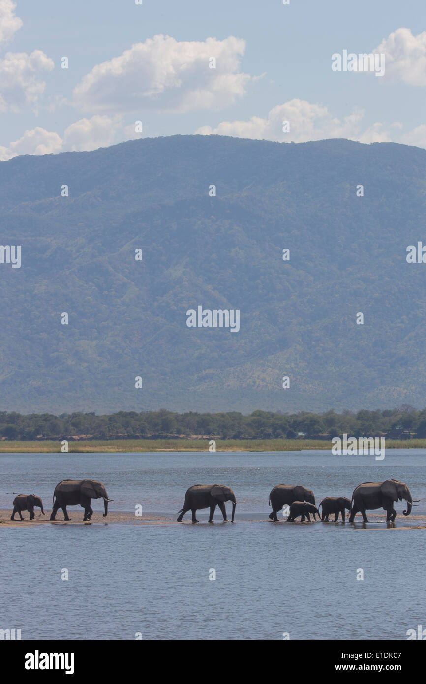 Afrikanische Elefanten Herde auf dem Wasser wandeln Stockfoto