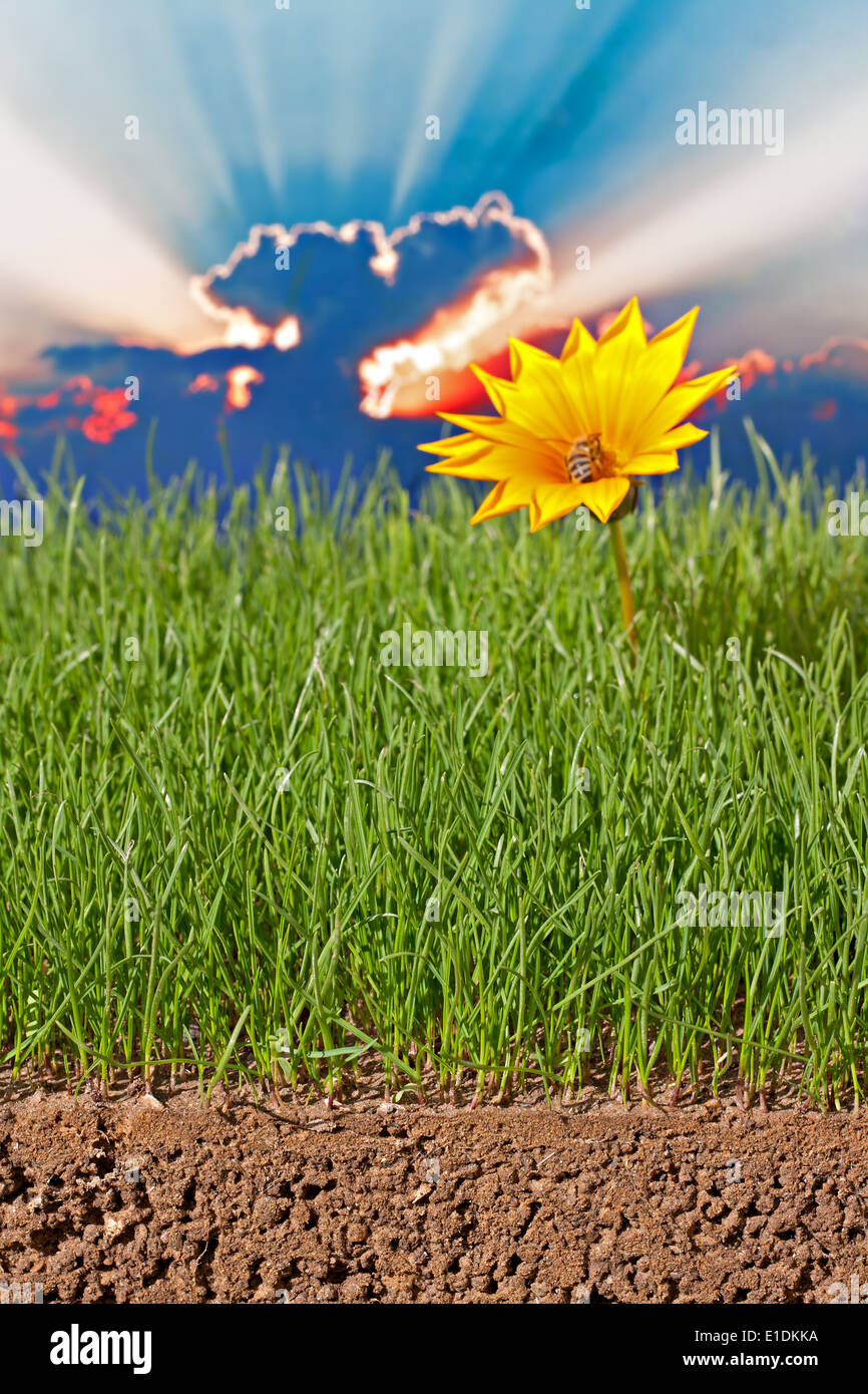 Neu gesäten Rasen mit hellen gelben Blumen und Sonne Strahlen