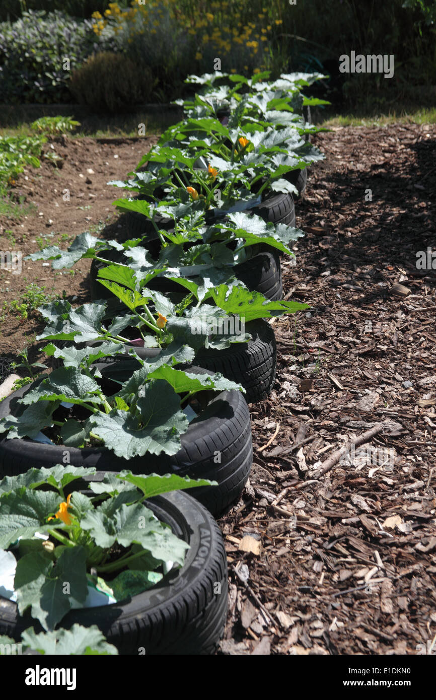Cucurbita Pepo Zucchini wachsen in recycelten Autoreifen Stockfoto