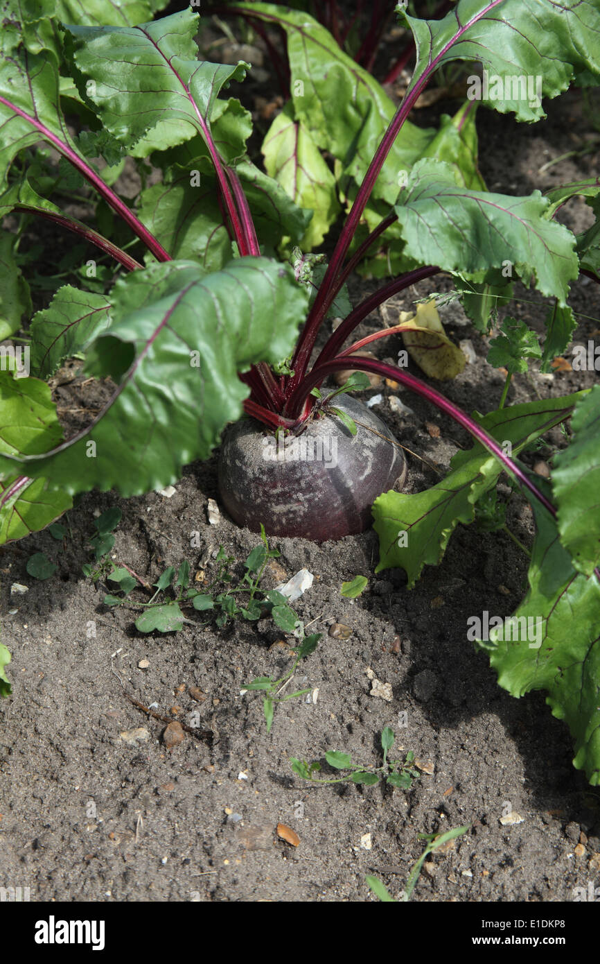Beta Vulgaris 'Aktion' rote Beete Nahaufnahme von ausgewachsene Pflanze Stockfoto