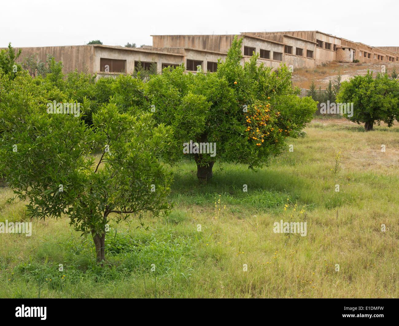 Orangenbäume in einer Plantage mit einer Batterie Hühnerfarm terrassenförmig auf einem Hügel im Hintergrund Stockfoto