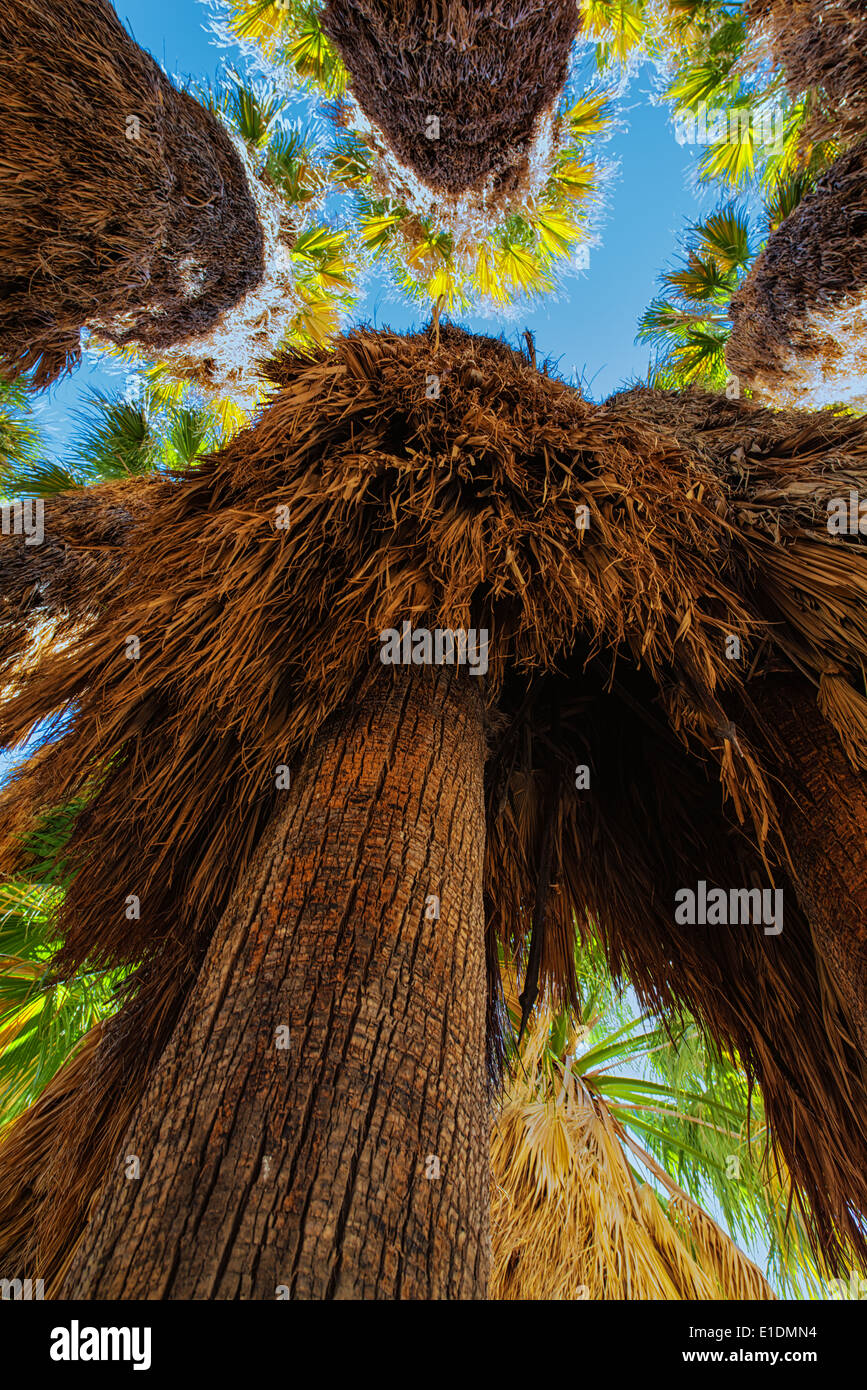 Aufwärts durch Palmen im Anza Borrego State Park, Kalifornien. Stockfoto