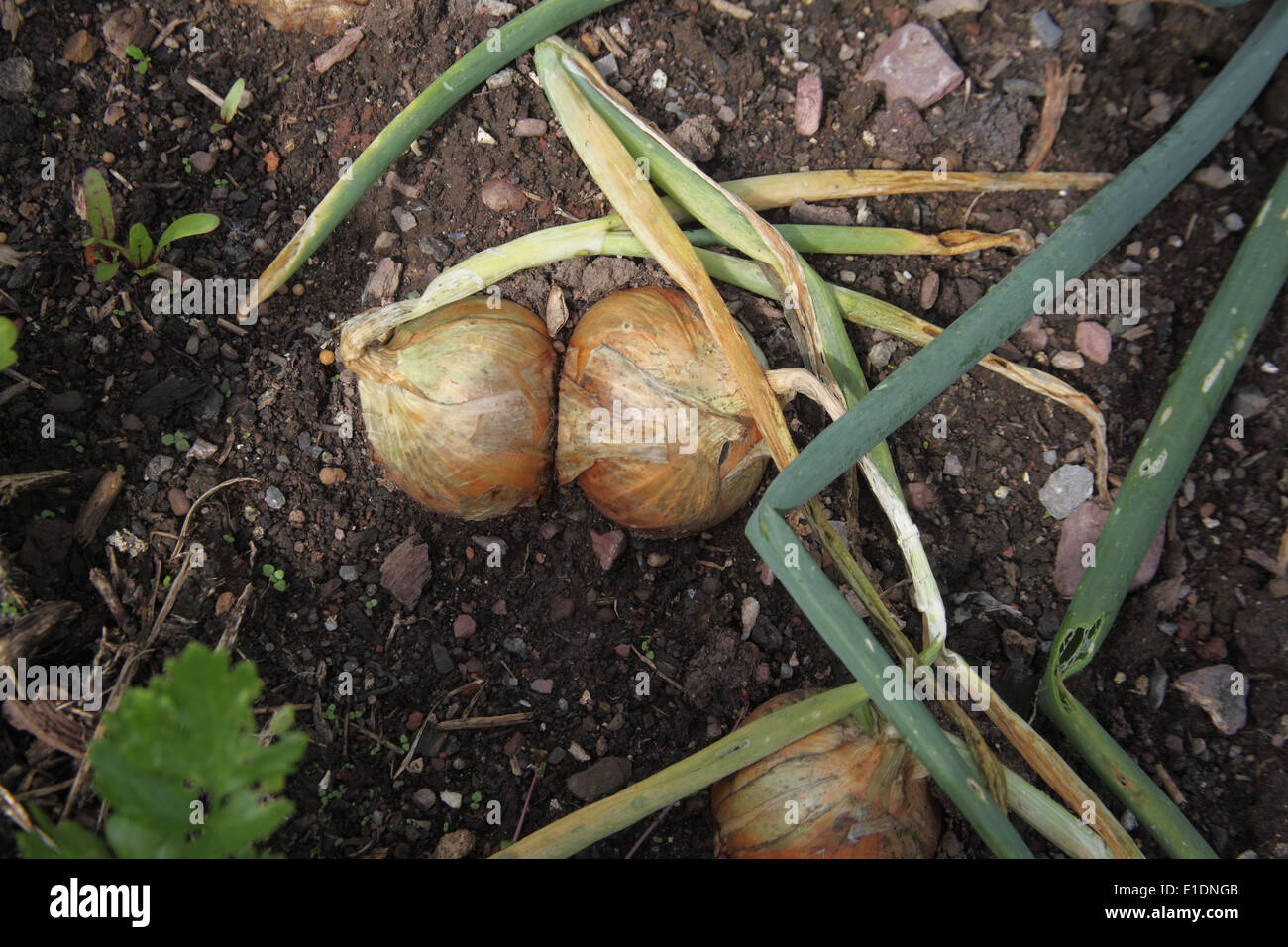 Allium Cepa "Radar" Zwiebel Nahaufnahme von reifen Birnen Stockfoto