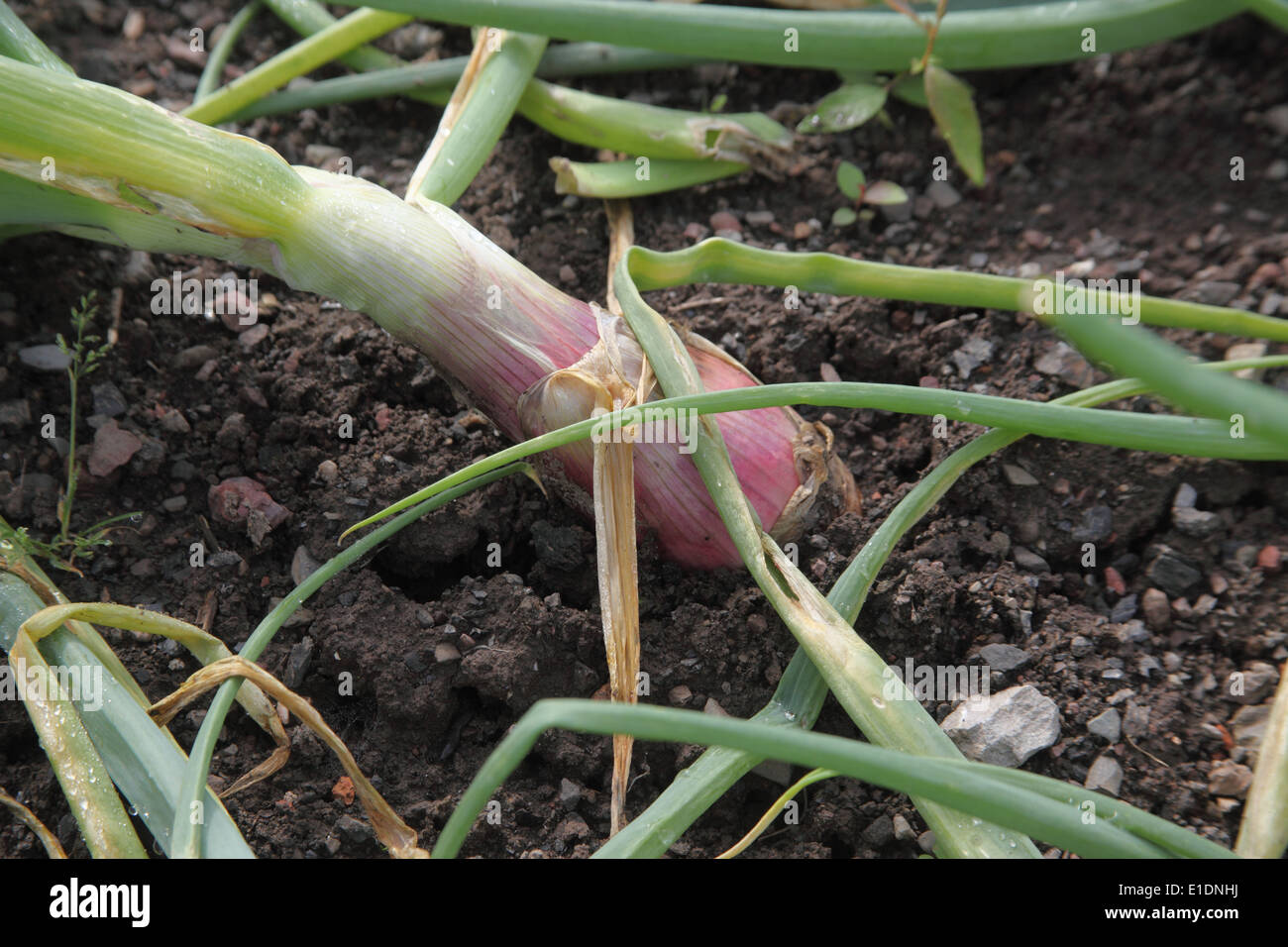 Allium Cepa "Zebrune" Schalotte Nahaufnahme reife Birne Stockfoto